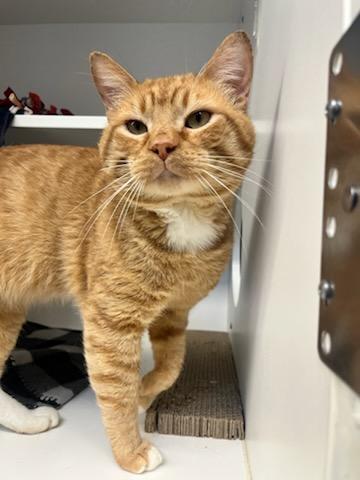 Luigi (ID 46593/1414) photo 2