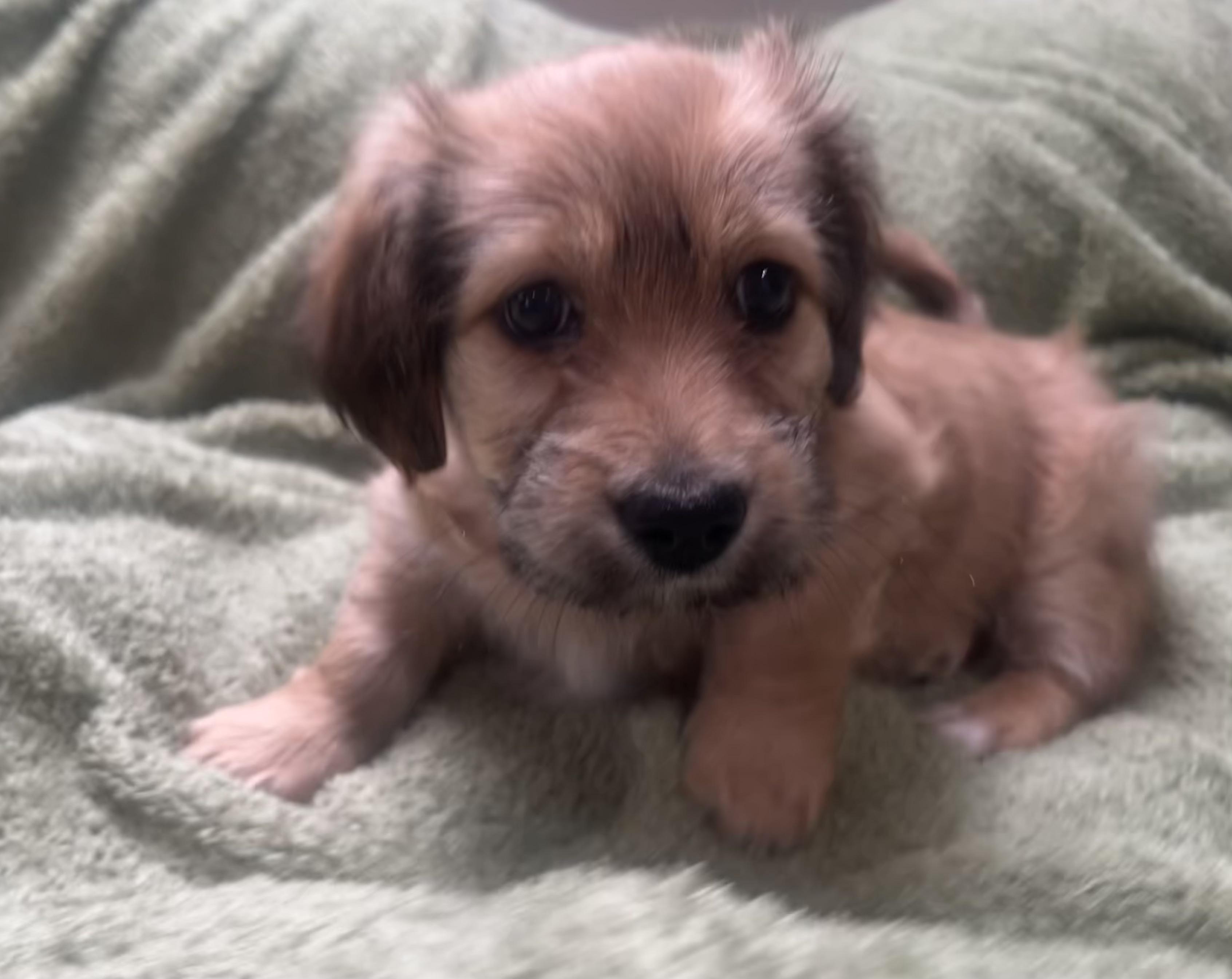 Tinkerbelle's Puppy (male, black collar), ADOPTABLE, Puppy Male Chihuahua & Golden Retriever.