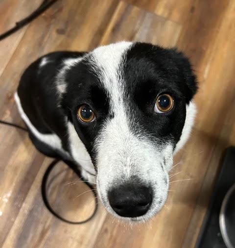 Enlarge Little Bella, an adopted mixed breed in Bend, OR image 1/4