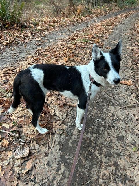 Enlarge Little Bella, an adopted mixed breed in Bend, OR image 2/4