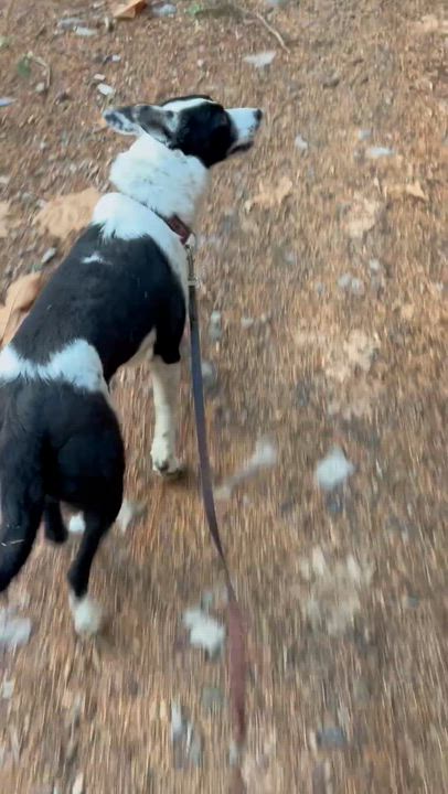 Enlarge Little Bella, an adopted mixed breed in Bend, OR video 3/4