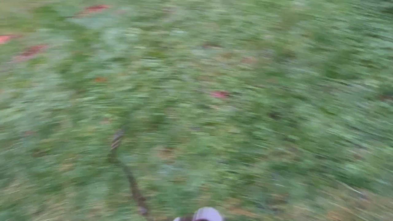 Enlarge Little Bella, an adopted mixed breed in Bend, OR video 4/4