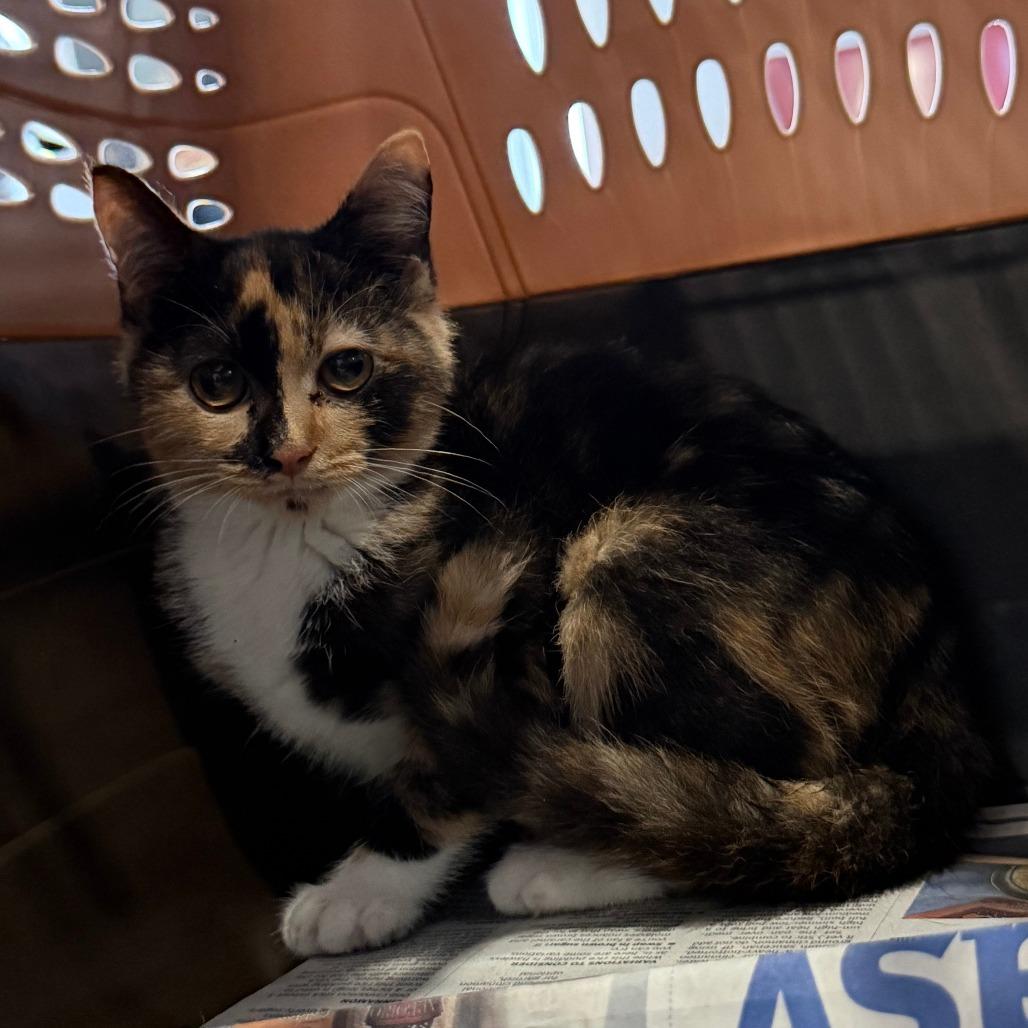 Martini, Adoptable, Kitten Female Domestic Short Hair.