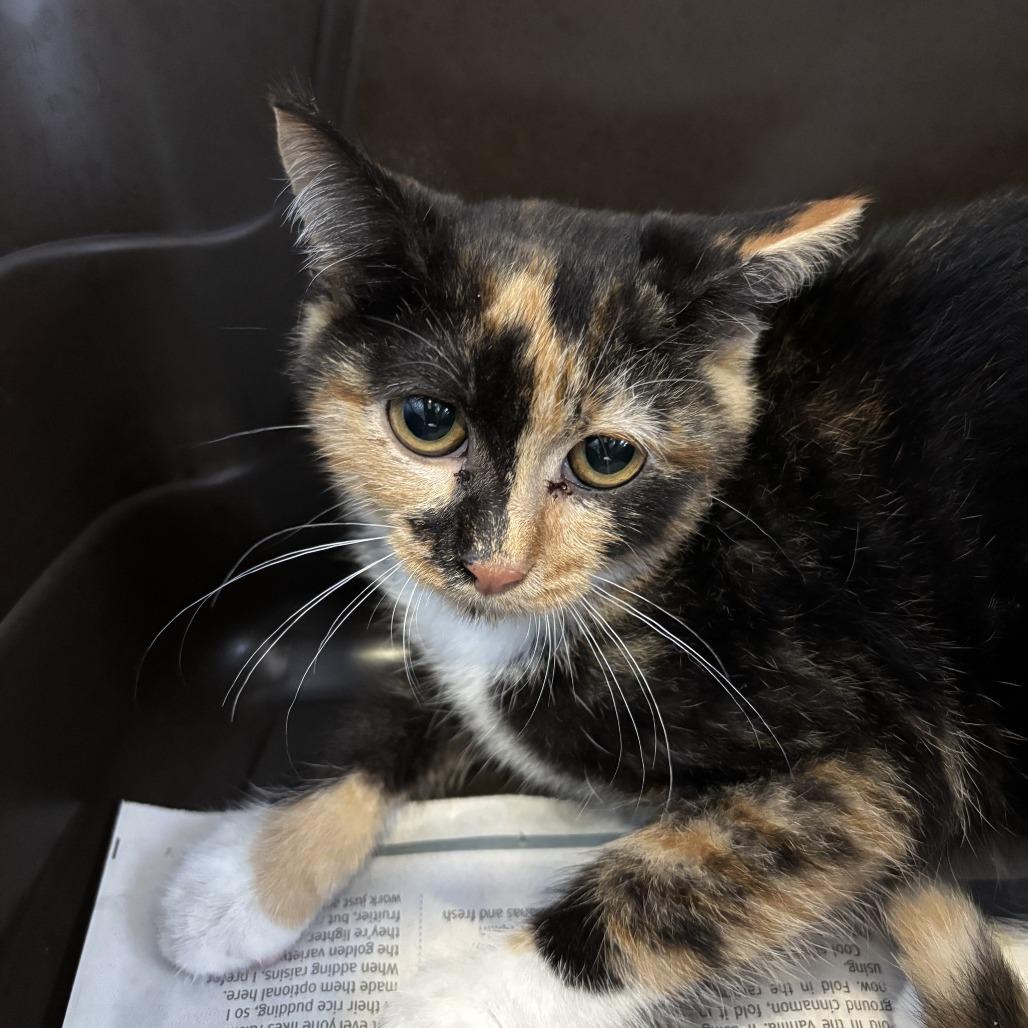 Enlarge Martini, a Adoptable Domestic Short Hair in Marion, VA image 2/2