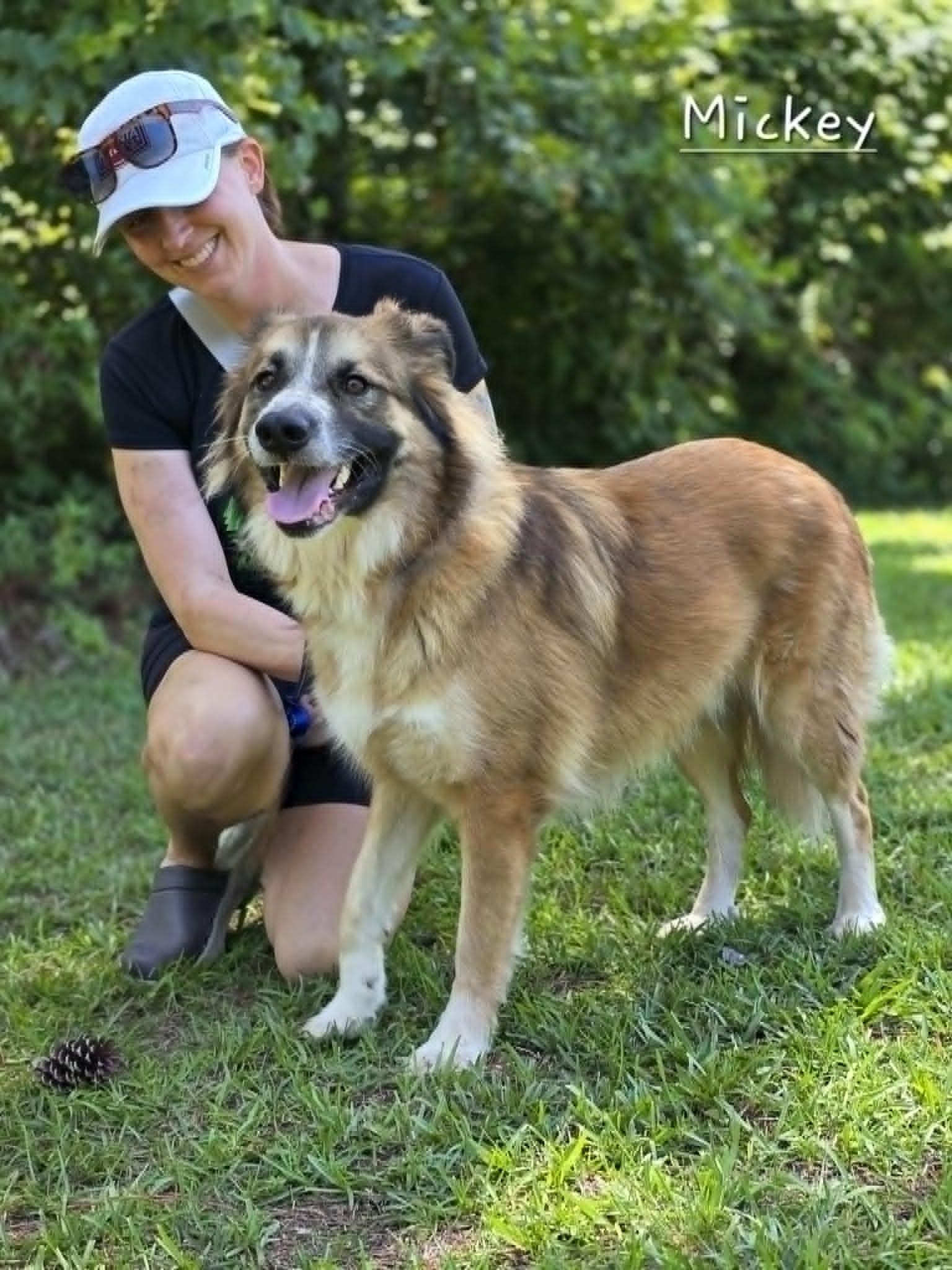 Mickey, a Adoptable mixed breed in Bishop, GA image 3/4