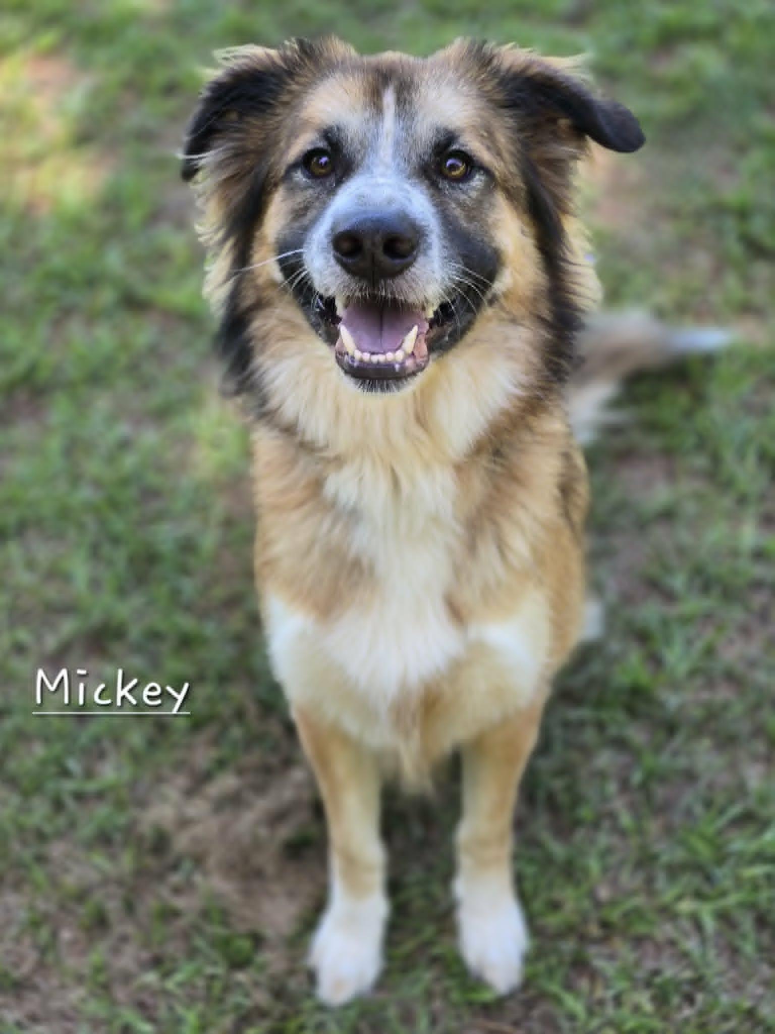 Mickey, a Adoptable mixed breed in Bishop, GA image 2/4