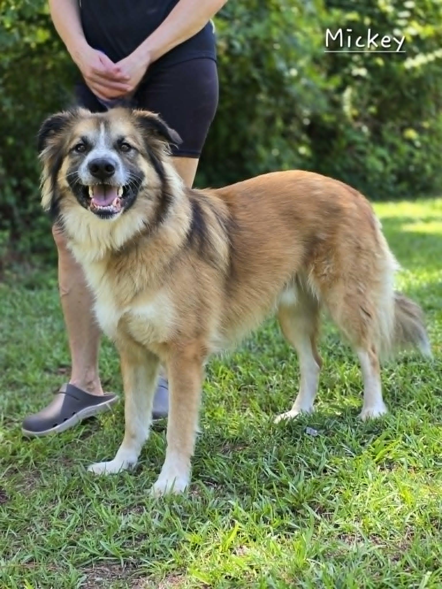 Mickey, a Adoptable mixed breed in Bishop, GA image 1/4