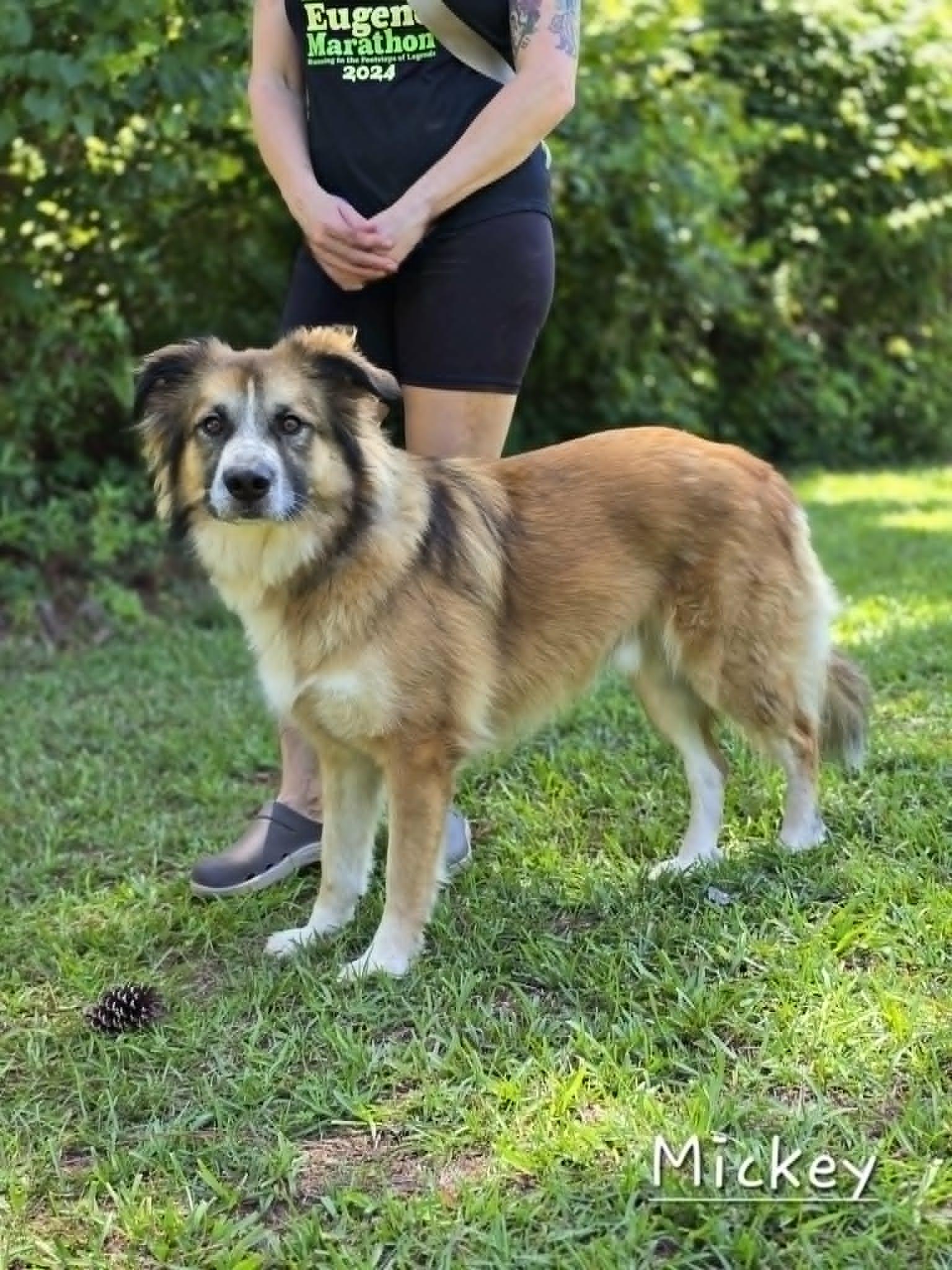 Mickey, a Adoptable mixed breed in Bishop, GA image 4/4
