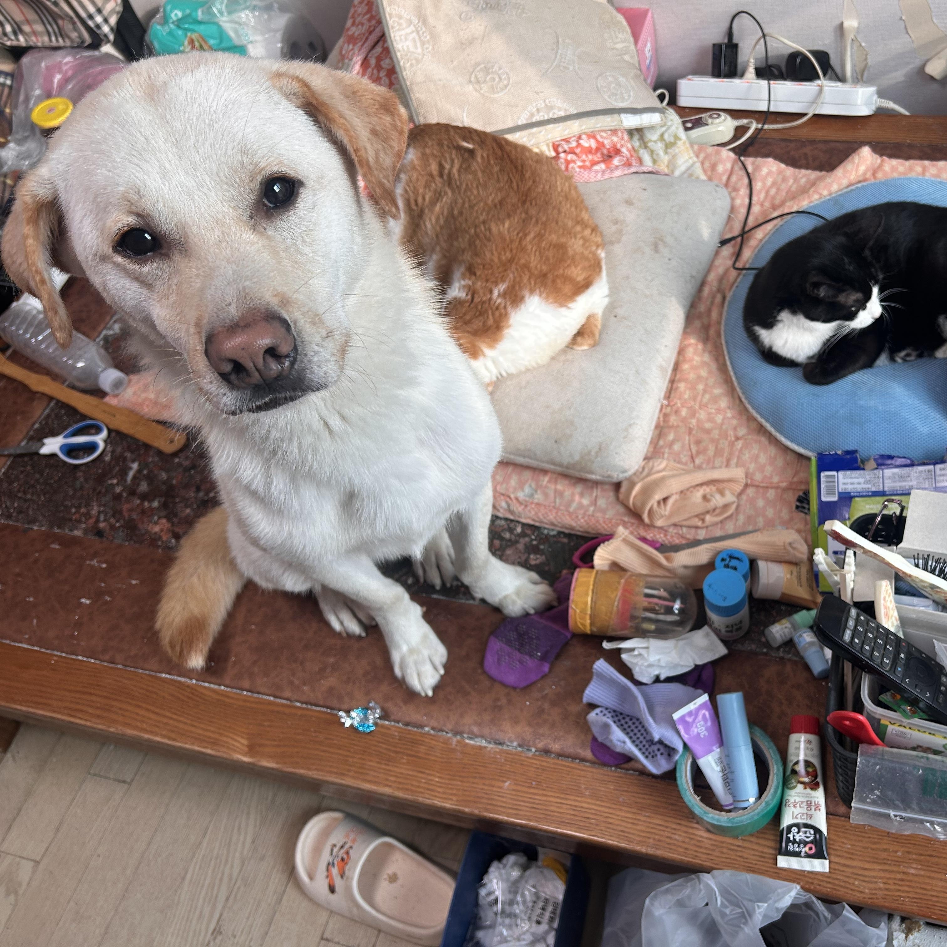 Enlarge Cliff , a Adoptable mixed breed in Manchester , NH image 2/5