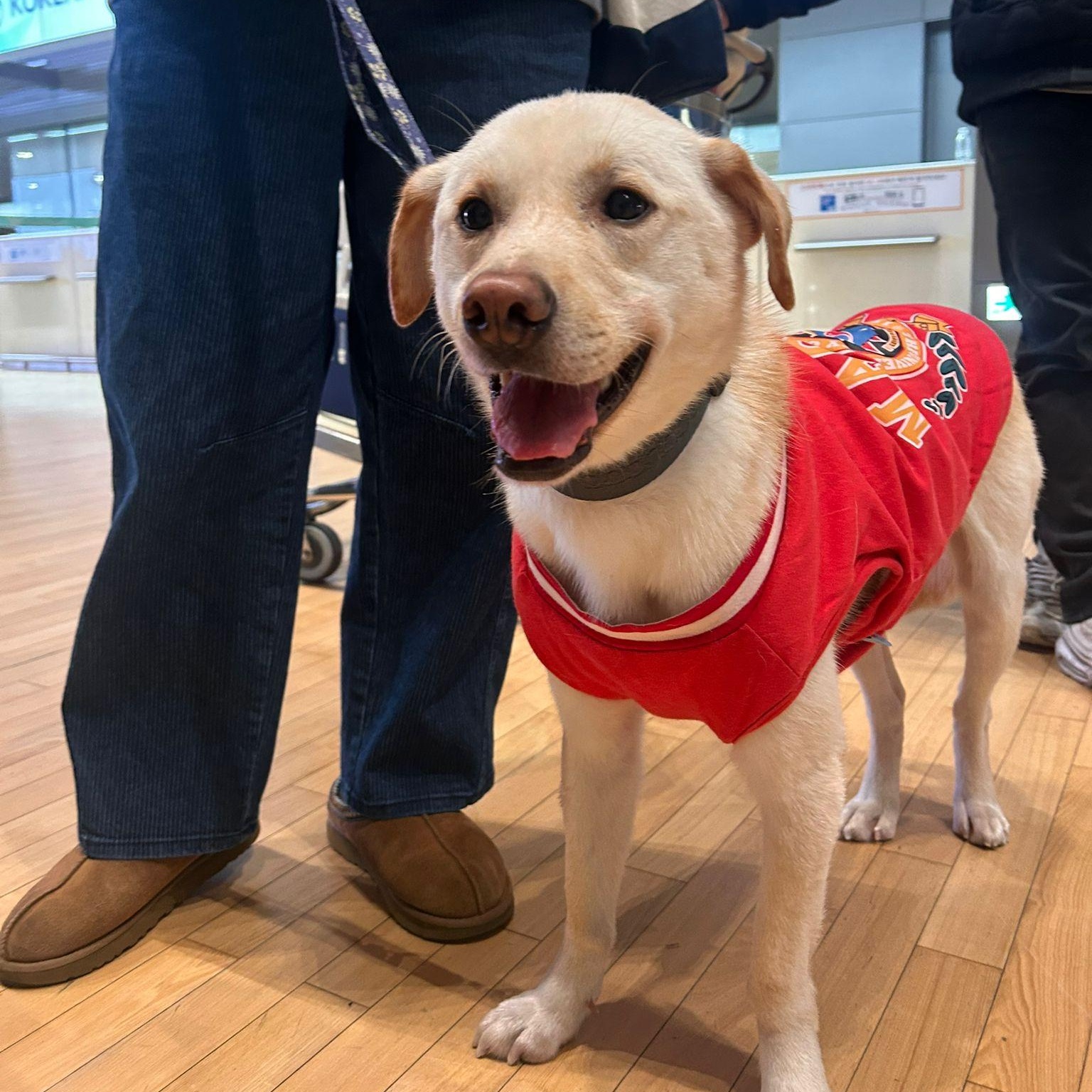 Enlarge Cliff , a Adoptable mixed breed in Manchester , NH image 1/5