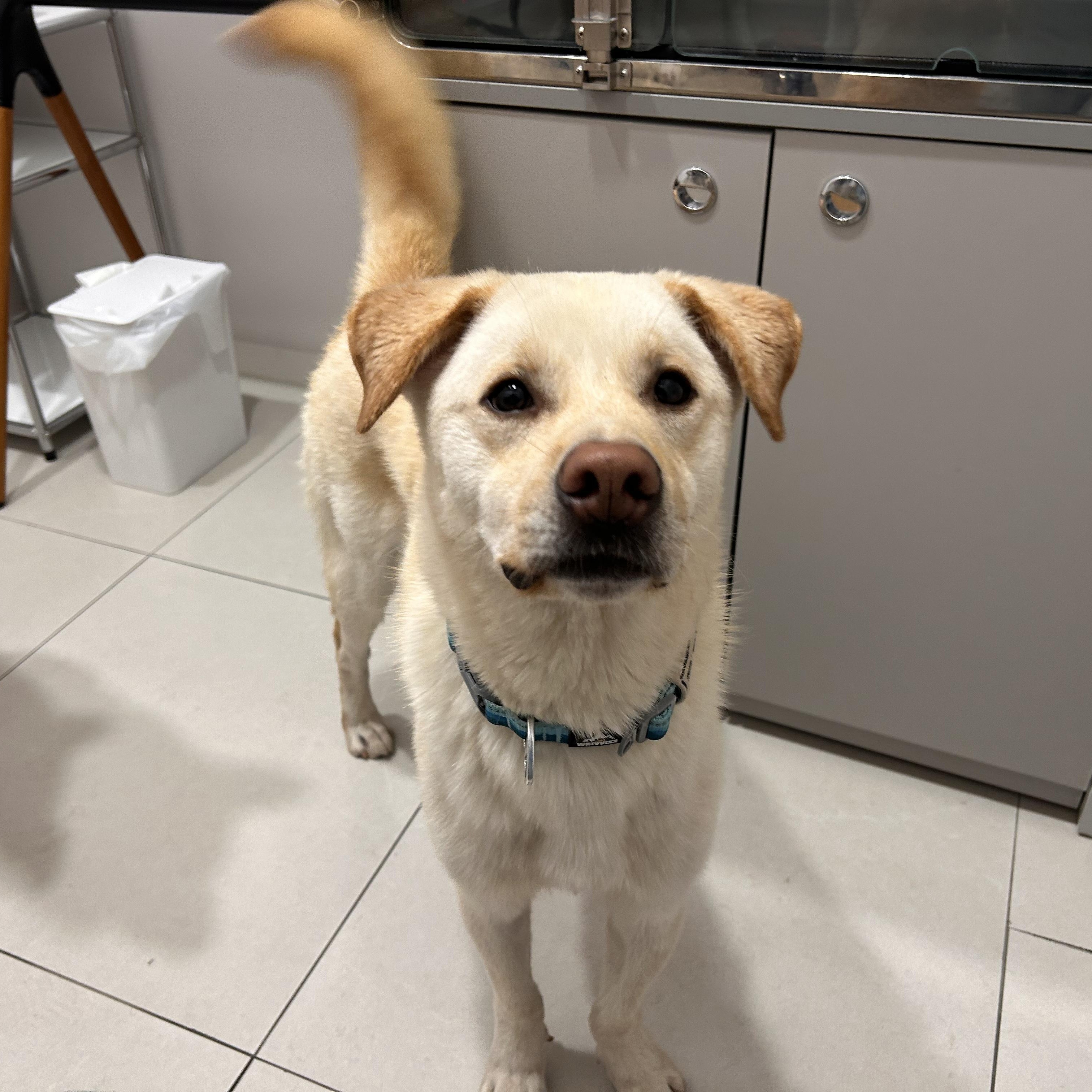 Enlarge Cliff , a Adoptable mixed breed in Manchester , NH image 4/5