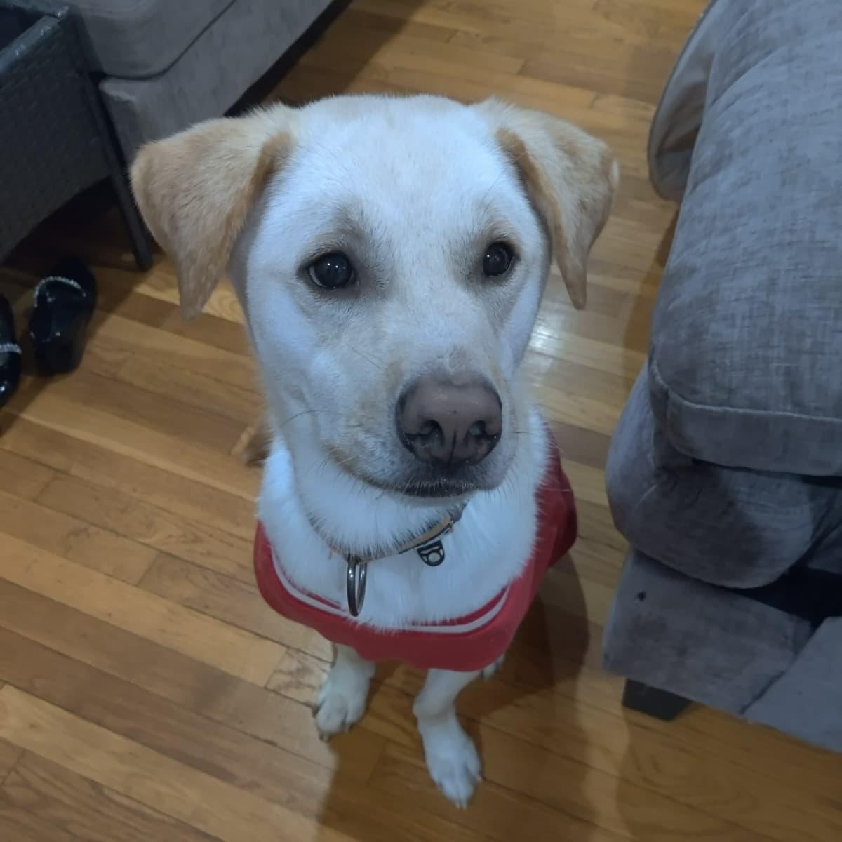 Enlarge Cliff , a Adoptable mixed breed in Manchester , NH image 5/5