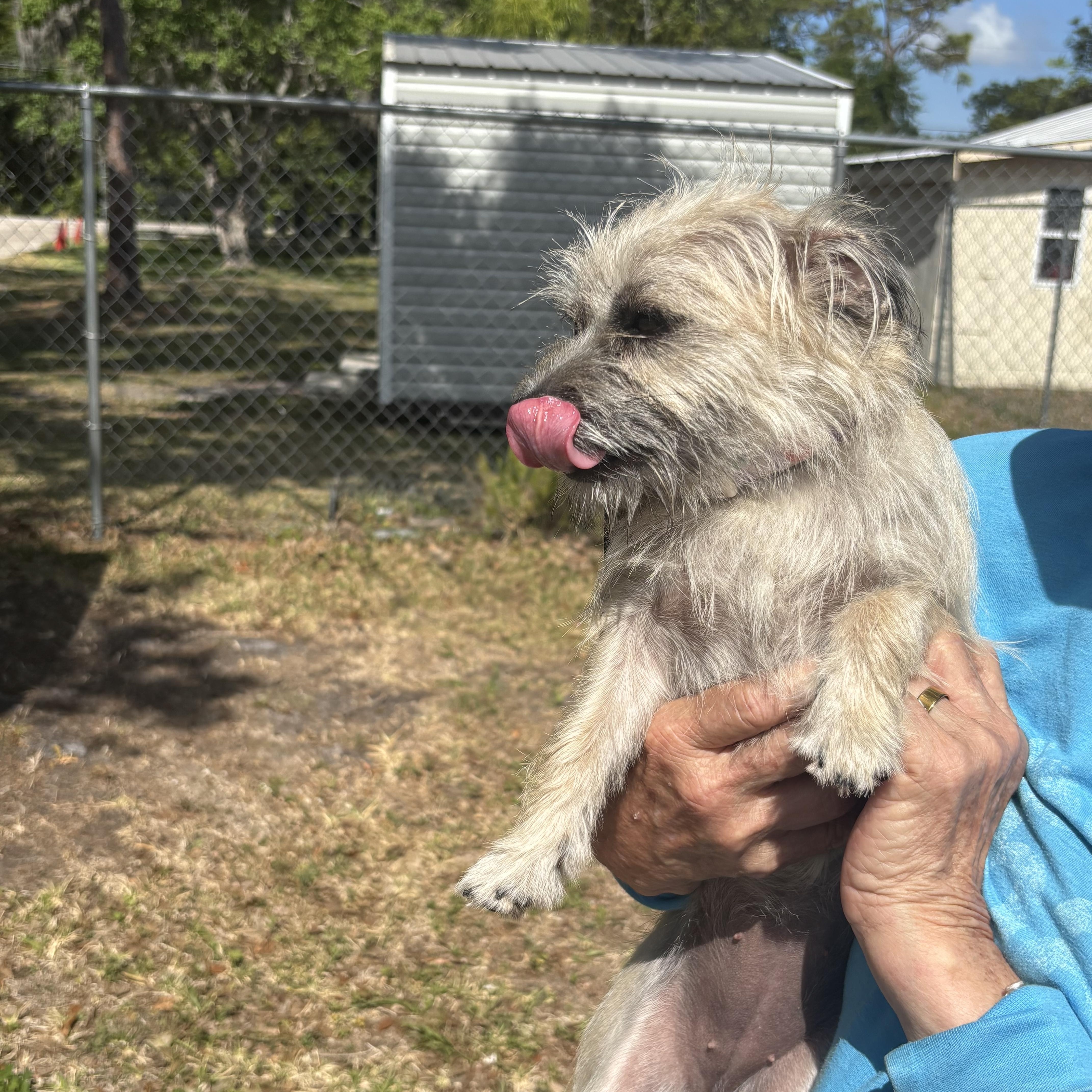 Enlarge Lilo, a ADOPTABLE mixed breed in Ruskin, FL image 2/3