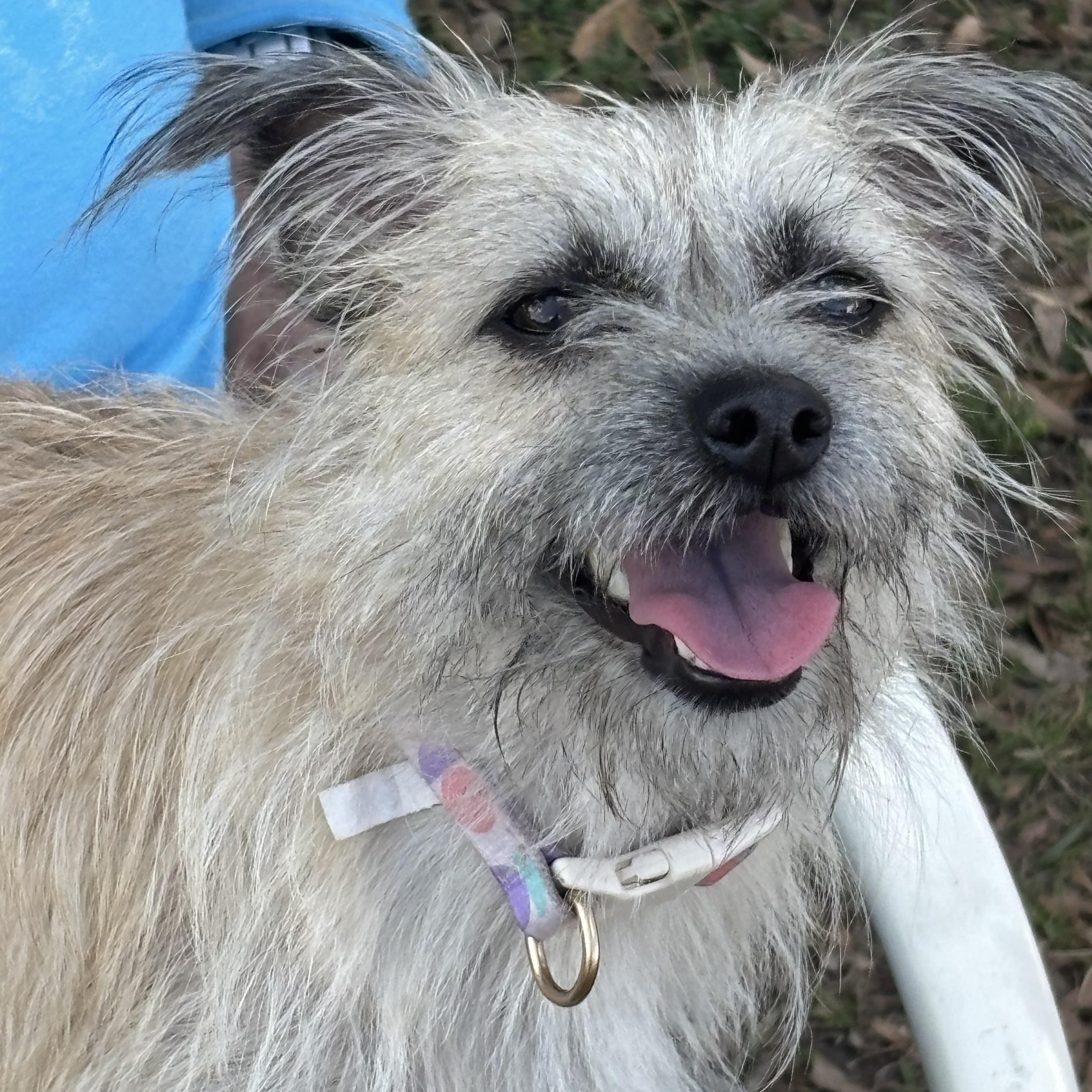 Lilo, ADOPTABLE, Young Female Terrier.