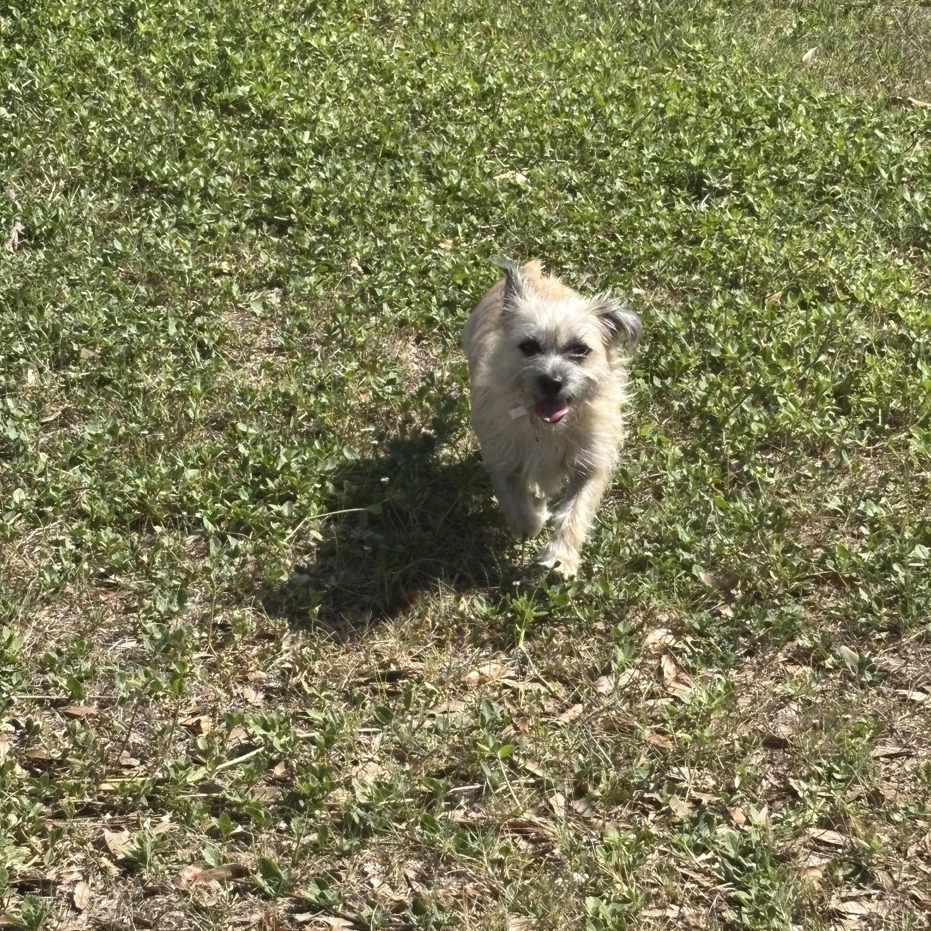 Enlarge Lilo, a ADOPTABLE mixed breed in Ruskin, FL image 3/3