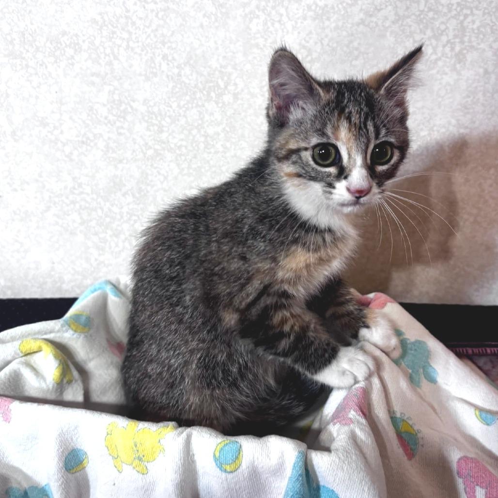 Sarah - PetSmart Belleville, Adoptable, Kitten Female Domestic Short Hair.
