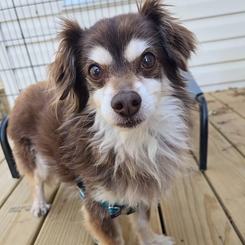 Enlarge Hedgehog, an adoptable mixed breed in Severn, MD image 2/3