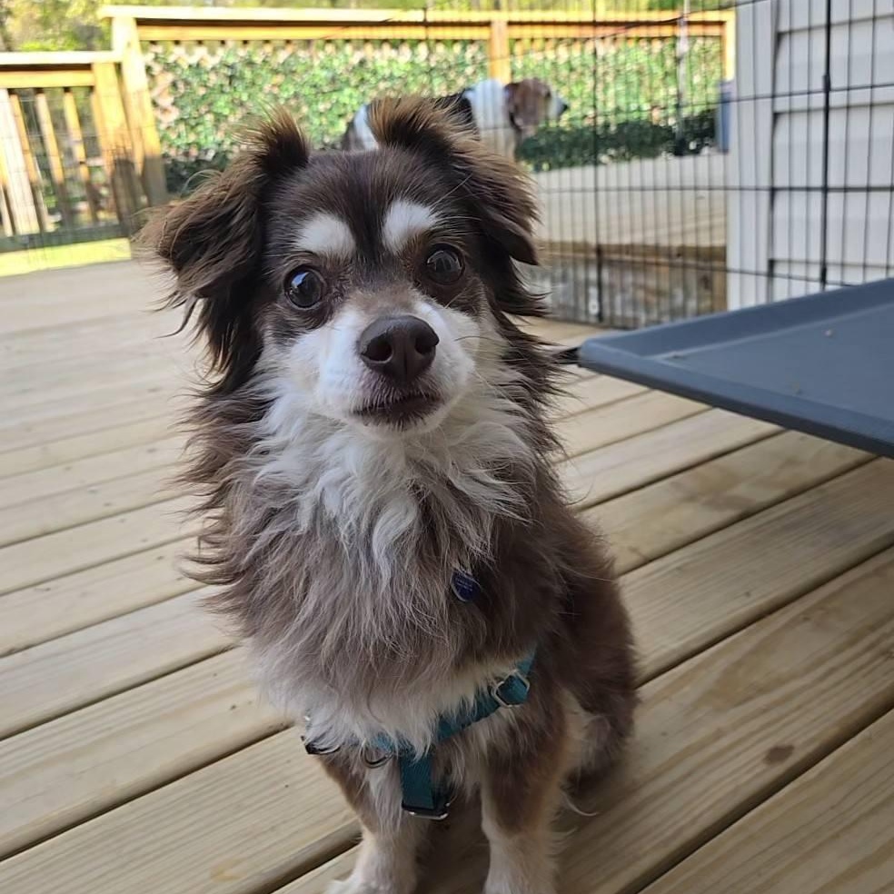Hedgehog, adoptable, Adult Male Shetland Sheepdog / Sheltie.