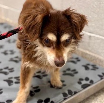 Enlarge Hedgehog, an adoptable mixed breed in Severn, MD image 3/3