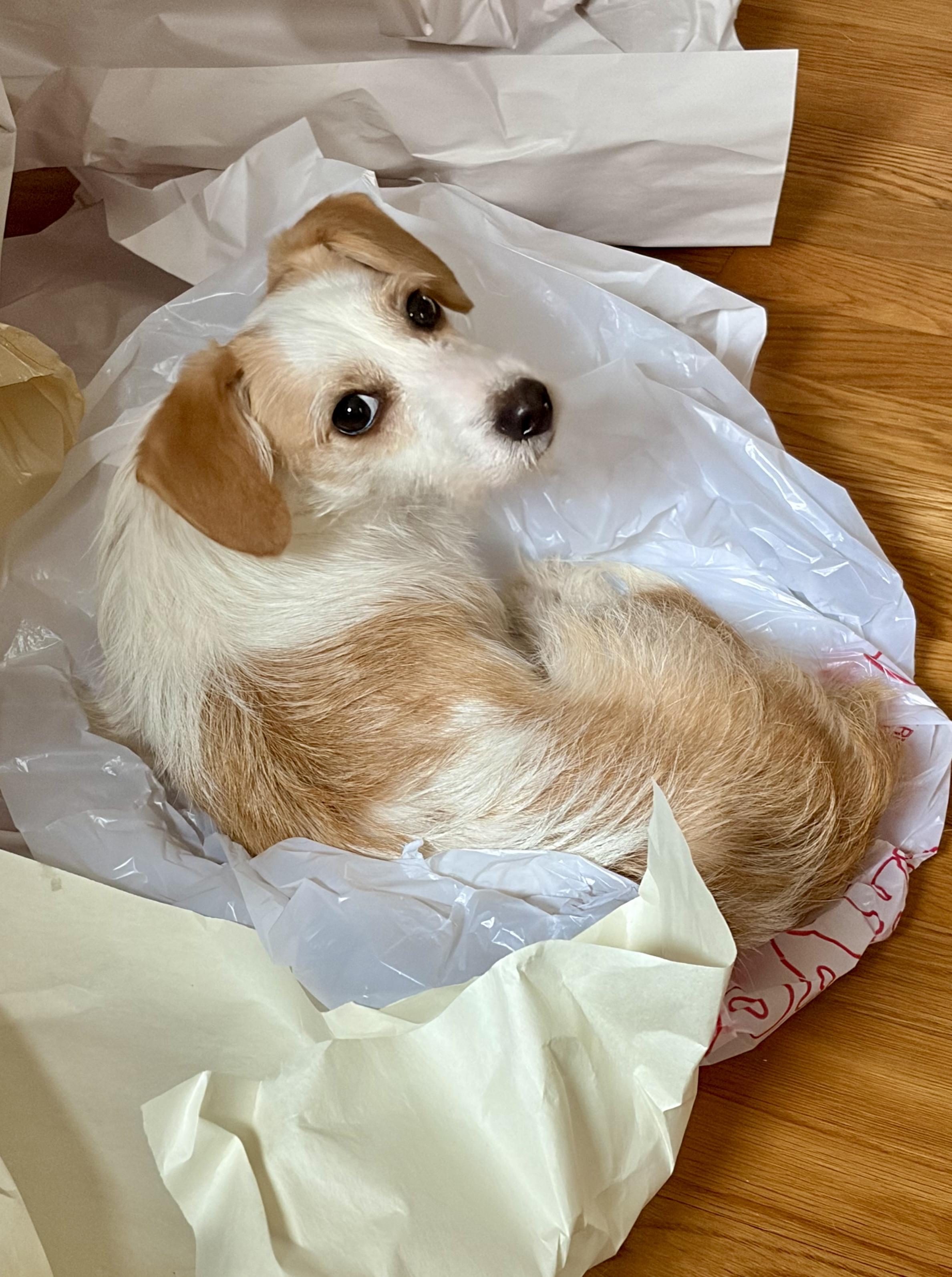 Enlarge Everett, an adopted mixed breed in Atlanta, GA image 5/6