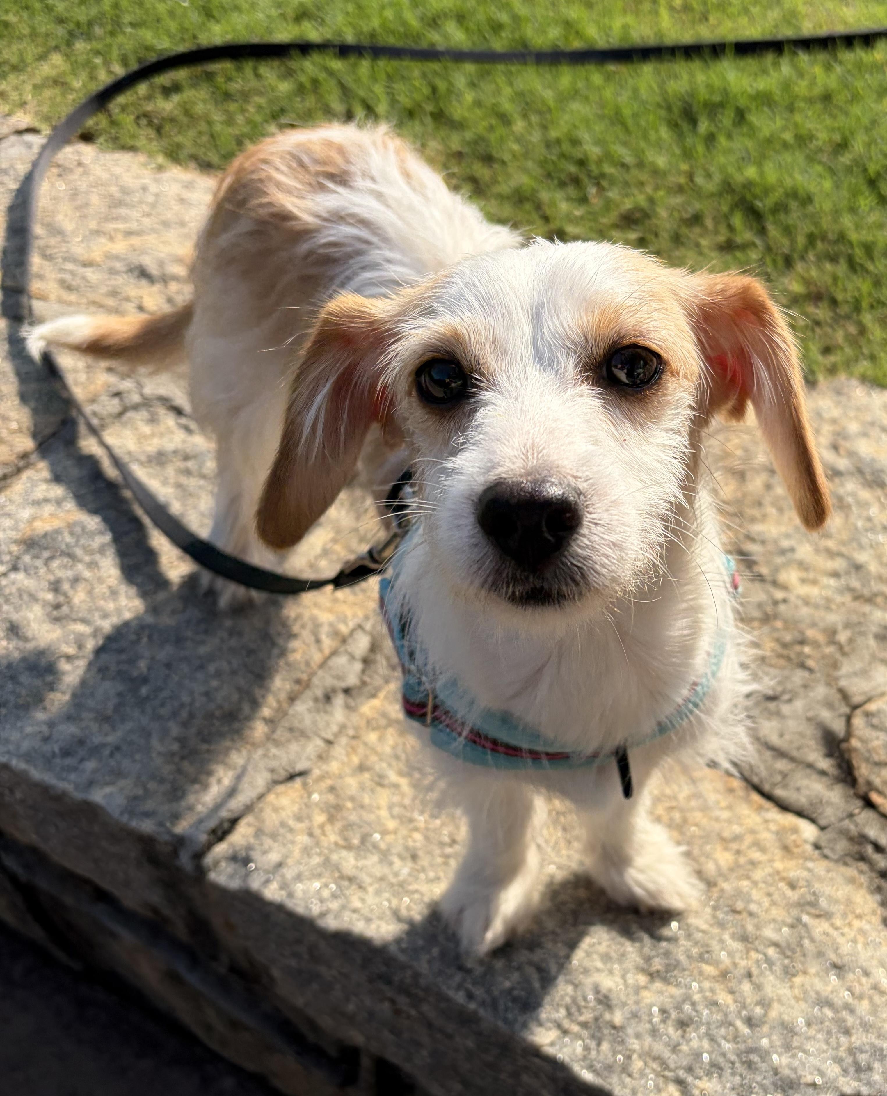 Enlarge Everett, an adopted mixed breed in Atlanta, GA image 6/6