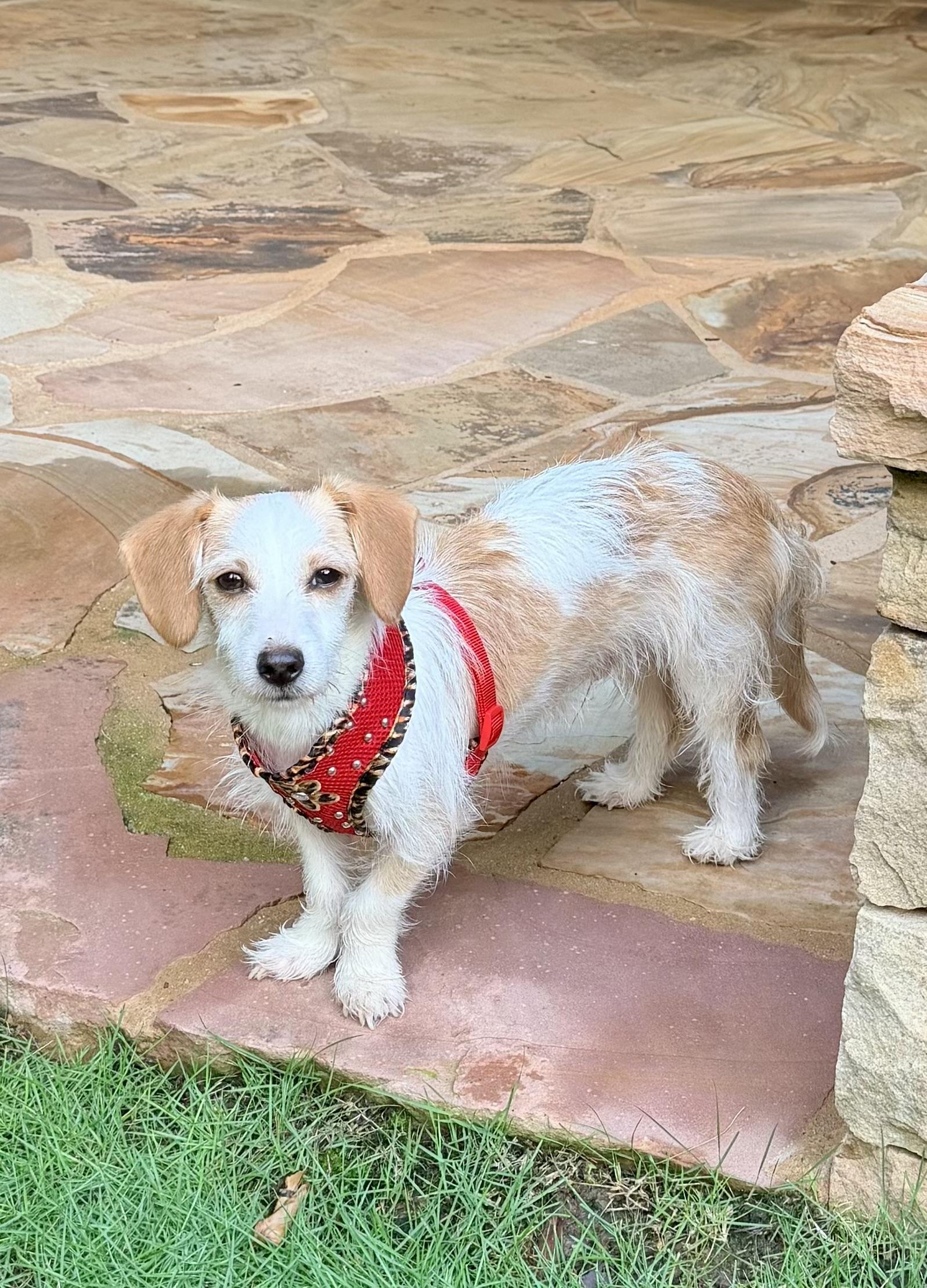 Everett, adopted, Young Male Miniature Dachshund.