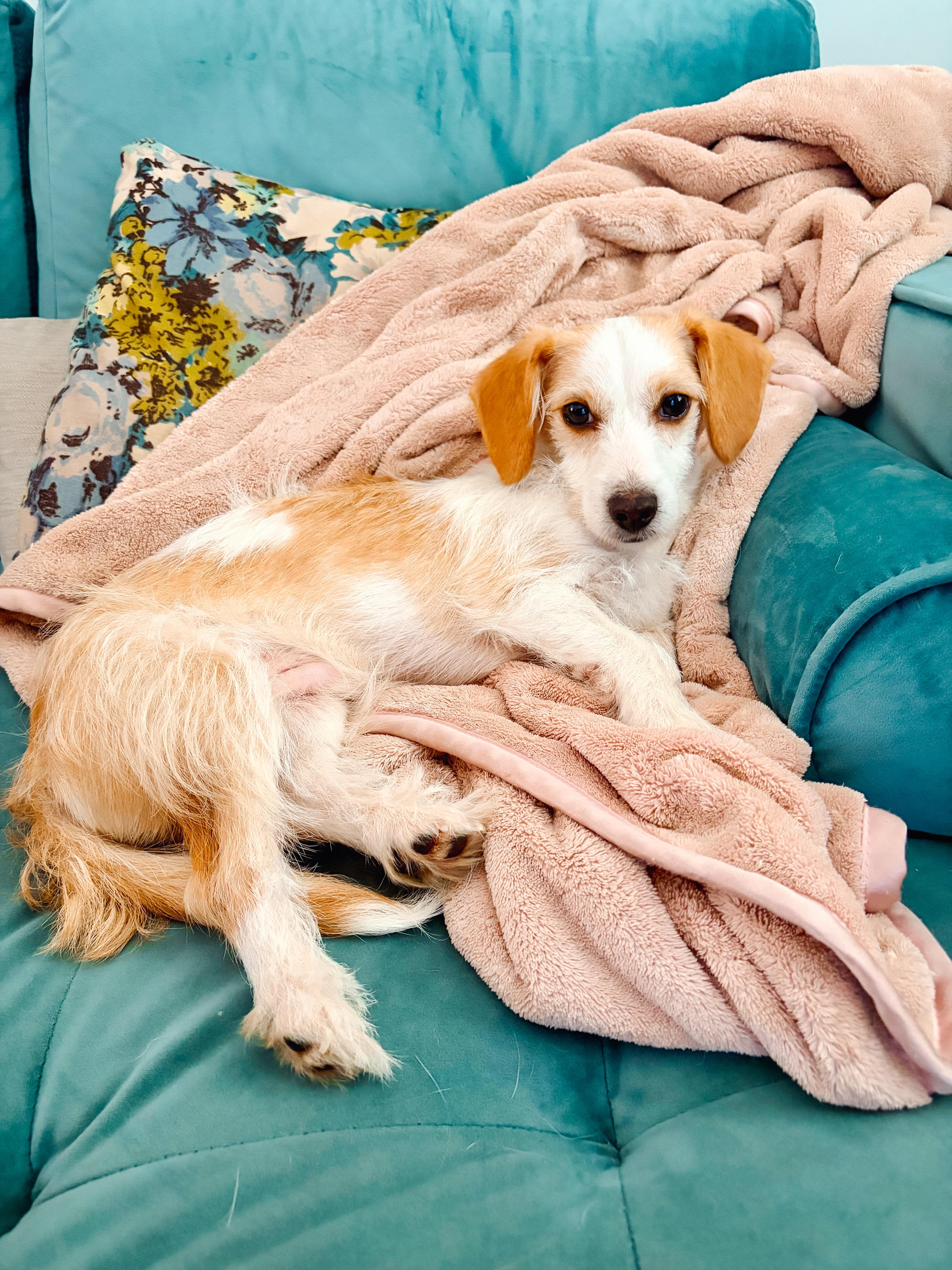 Enlarge Everett, an adopted mixed breed in Atlanta, GA image 4/6