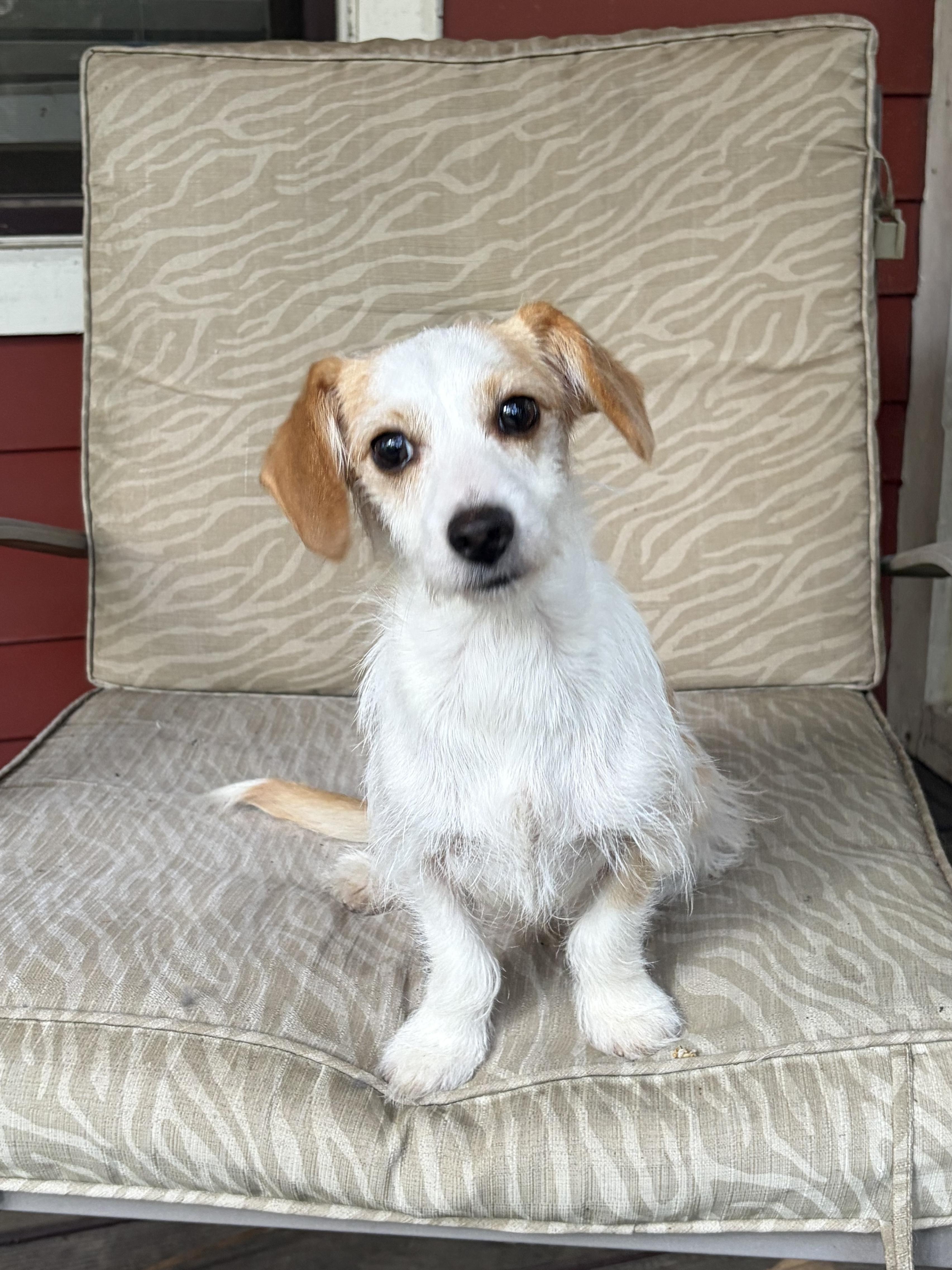 Enlarge Everett, an adopted mixed breed in Atlanta, GA image 2/6