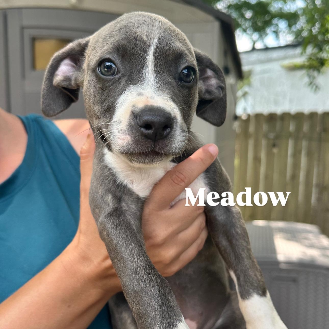 Meadow, Baby Female unknown