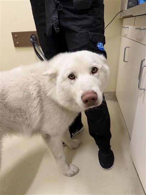 MAX, Adoptable, Young Male Siberian Husky.