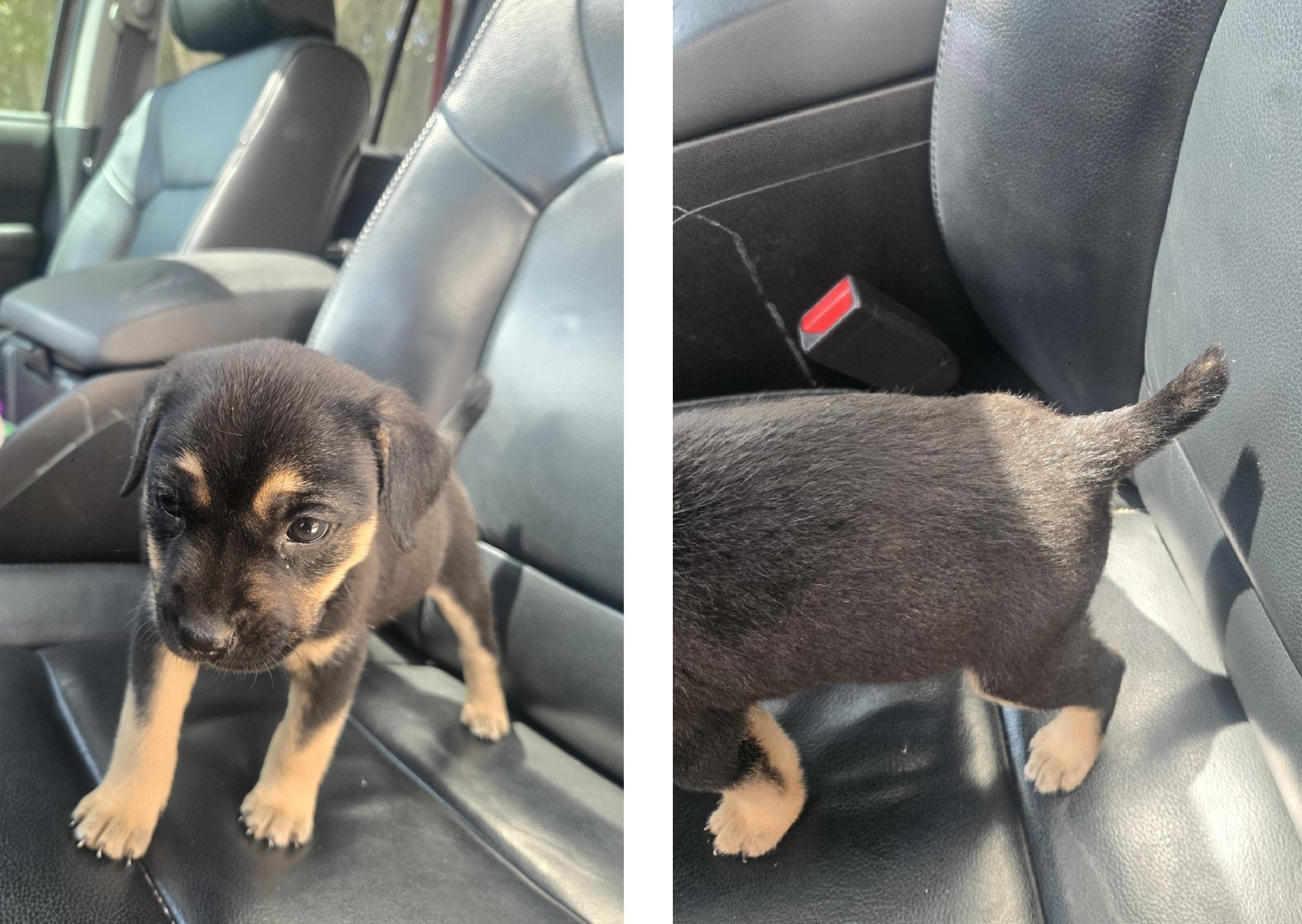 Enlarge Zara, an adoptable mixed breed in Orlando, FL image 5/6