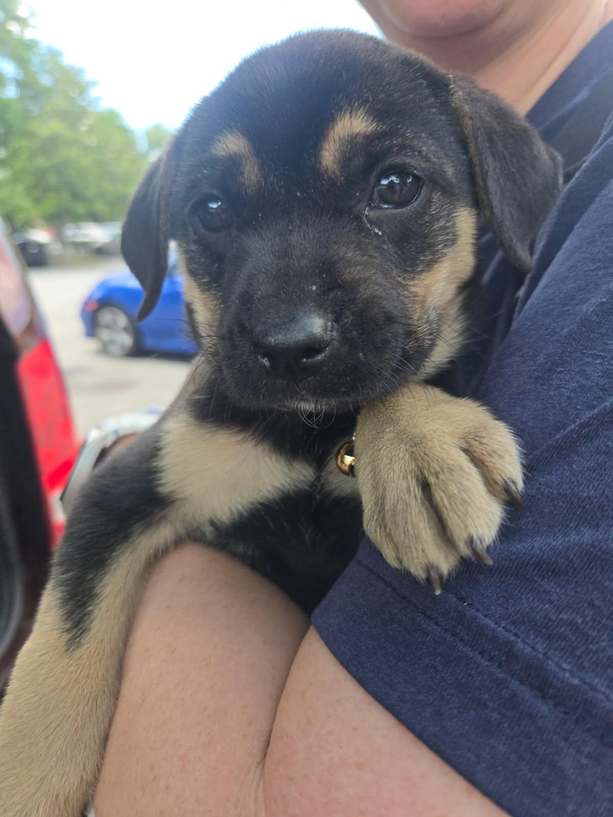 Enlarge Zara, an adoptable mixed breed in Orlando, FL image 4/6