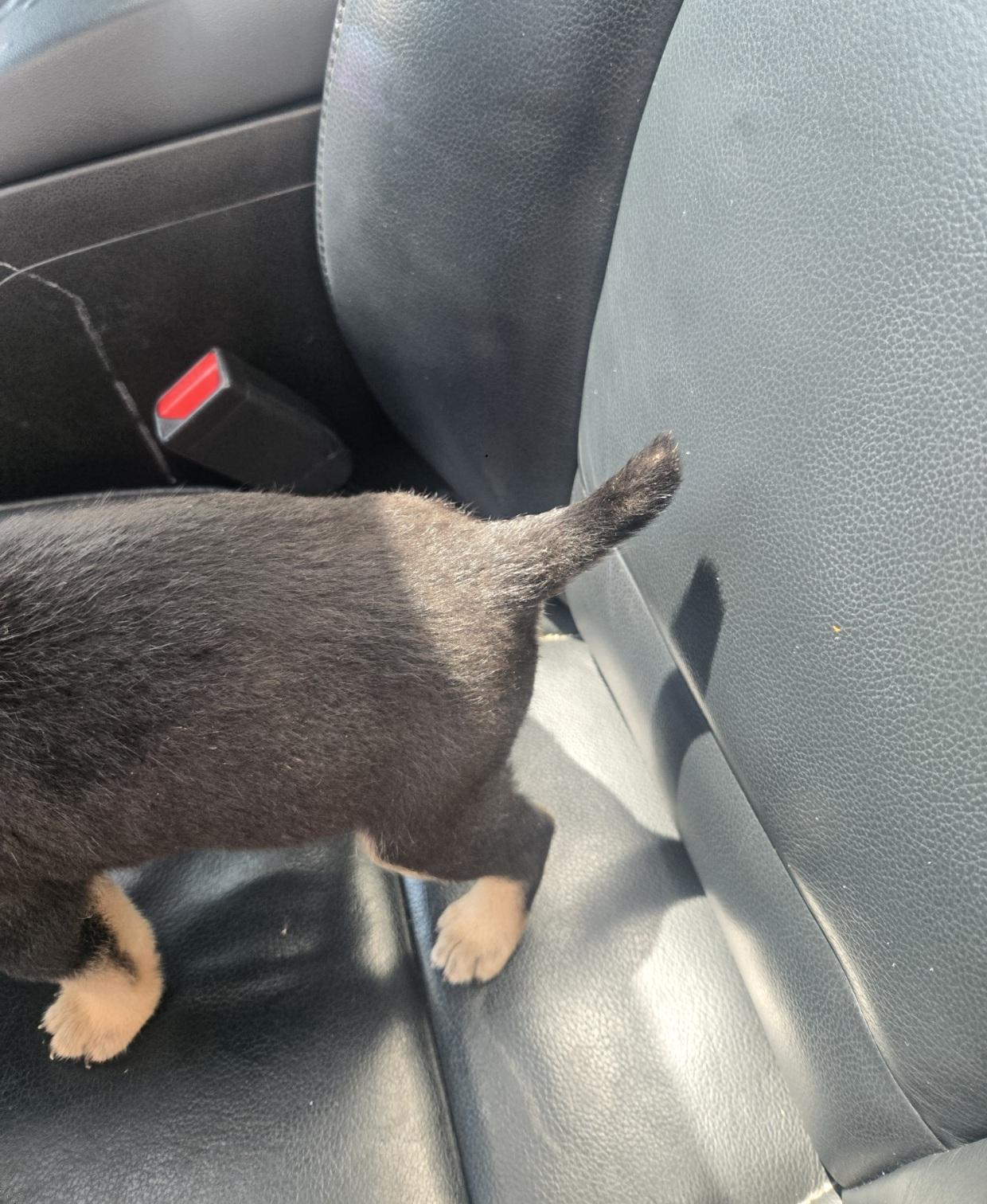 Enlarge Zara, an adoptable mixed breed in Orlando, FL image 3/3