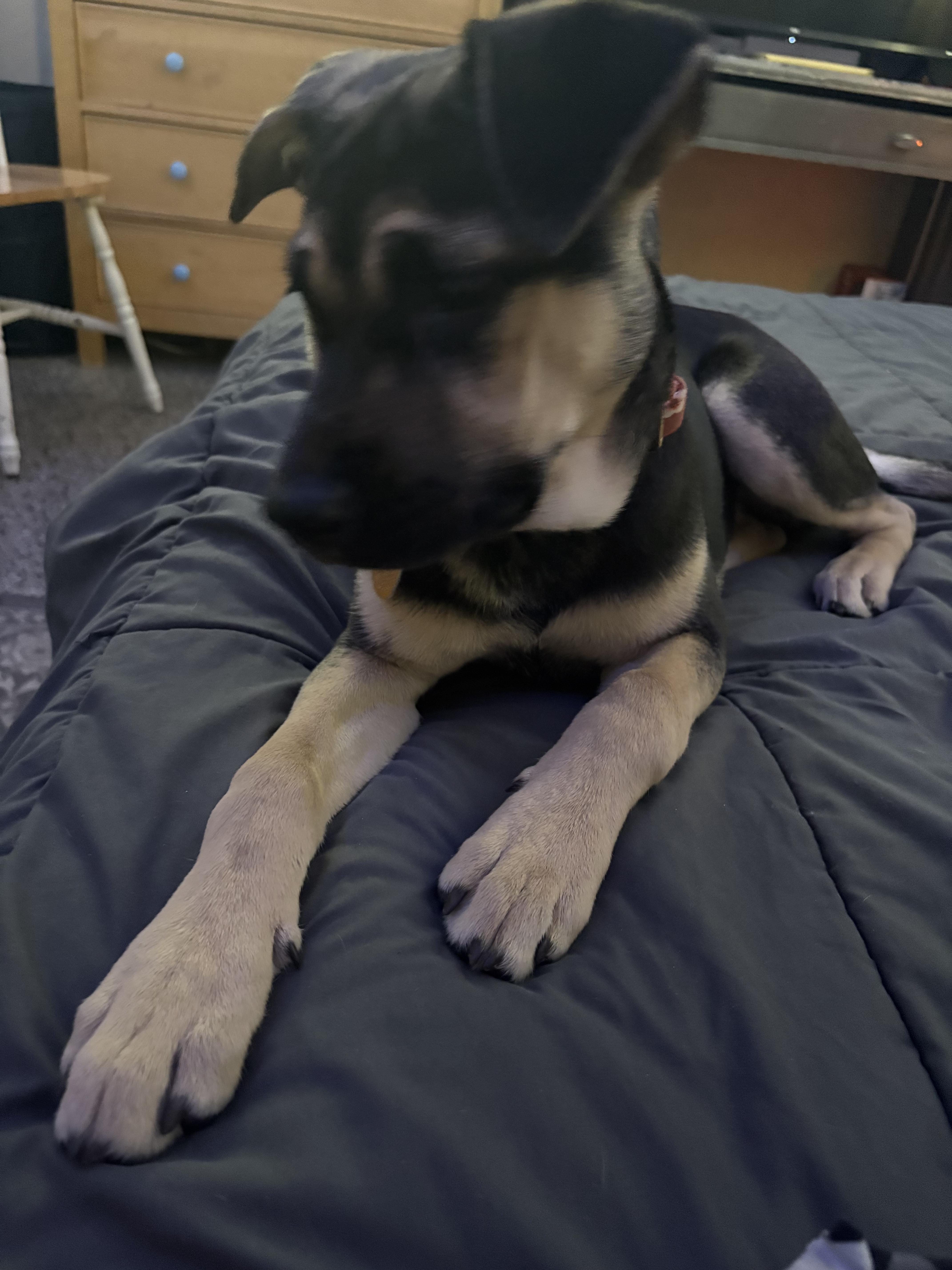 Enlarge Zara, an adoptable mixed breed in Orlando, FL image 3/6