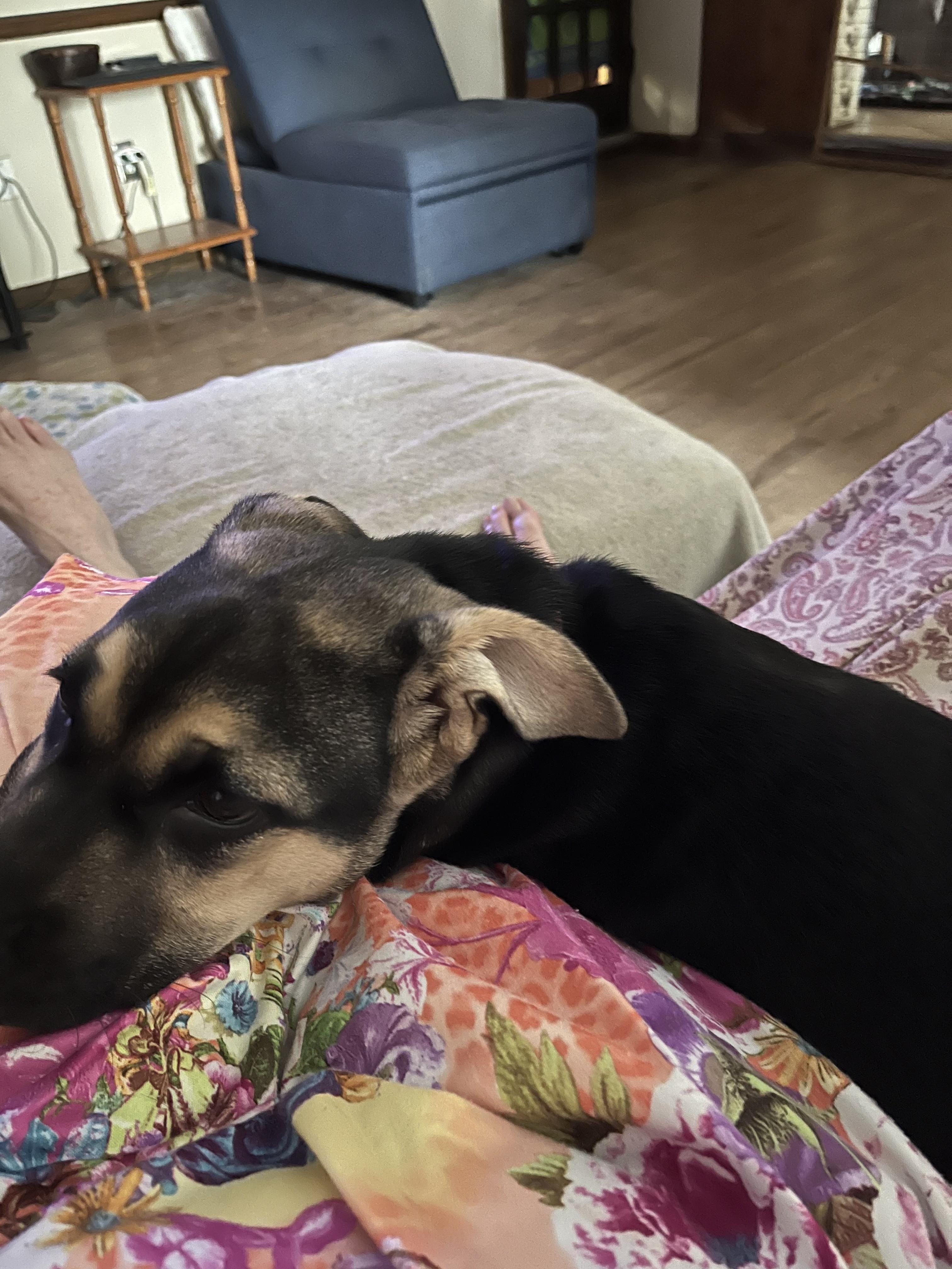 Enlarge Zara, an adoptable mixed breed in Orlando, FL image 2/6