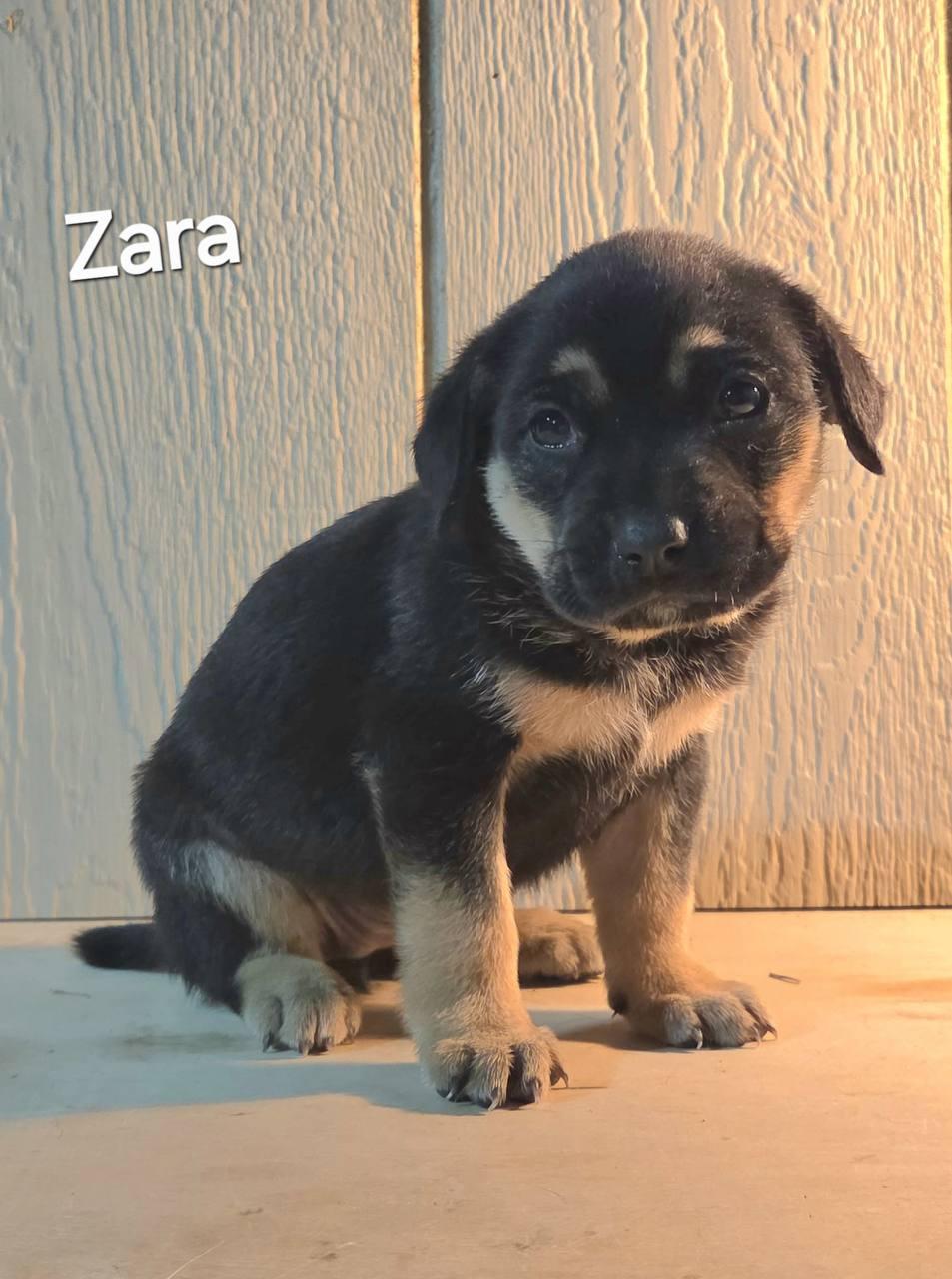 Zara, adoptable, Puppy Female Shepherd & Labrador Retriever.