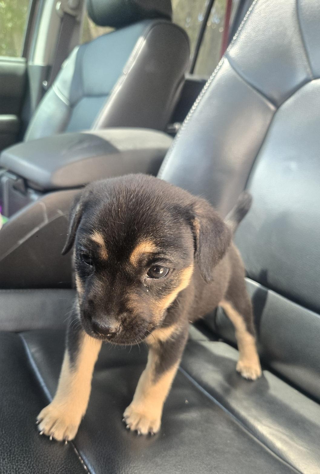 Enlarge Zara, an adoptable mixed breed in Orlando, FL image 2/3