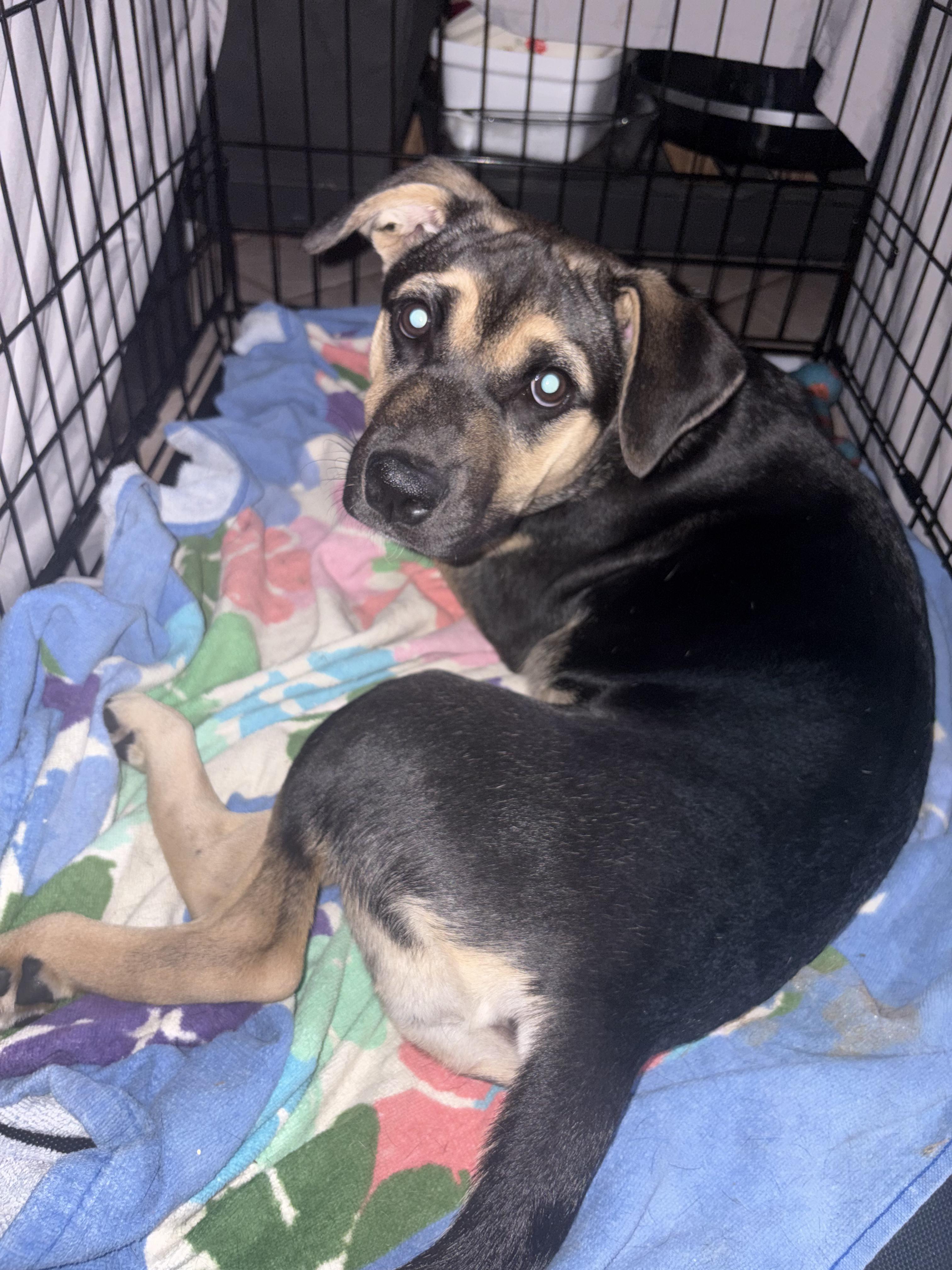 Zara, adoptable, Puppy Female Boxer & Pit Bull Terrier.