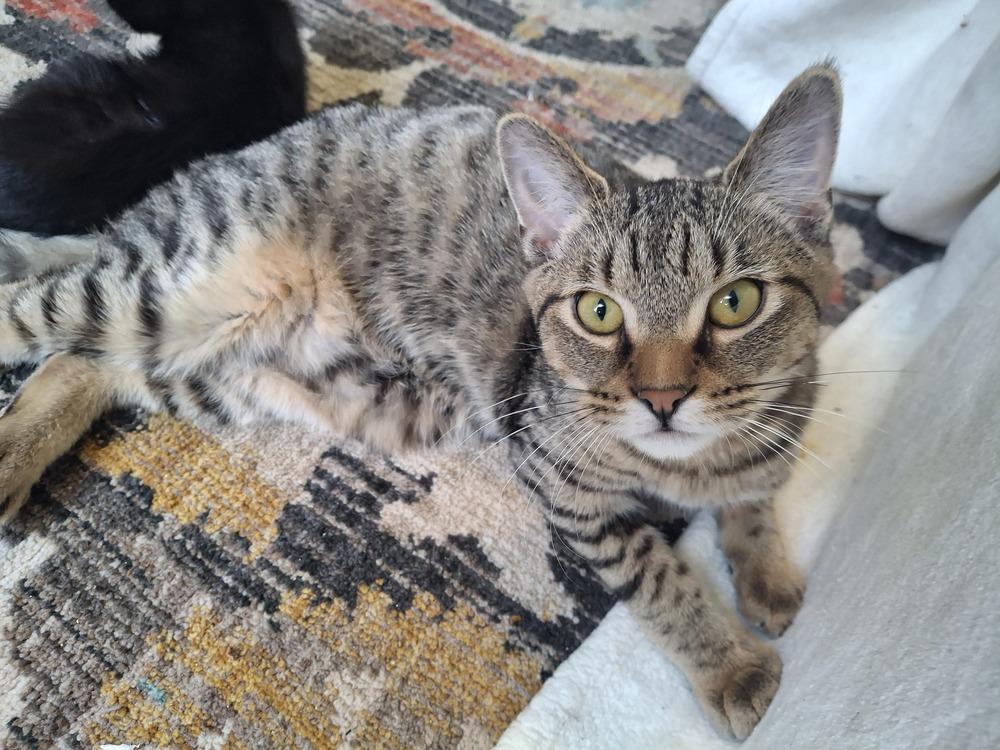 Flanders (White Collar) H., Adoptable, Kitten Male Domestic Short Hair.