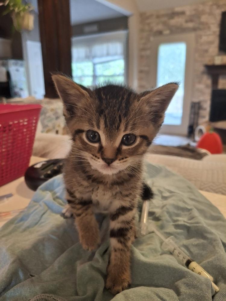 Flanders (White Collar) H., a Adoptable Domestic Short Hair in Peoria, IL image 1/2