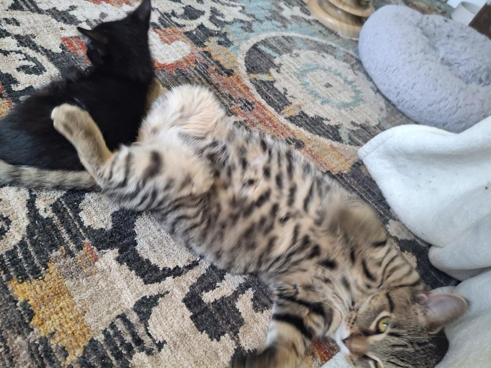 Flanders (White Collar) H., a Adoptable Domestic Short Hair in Peoria, IL image 3/4