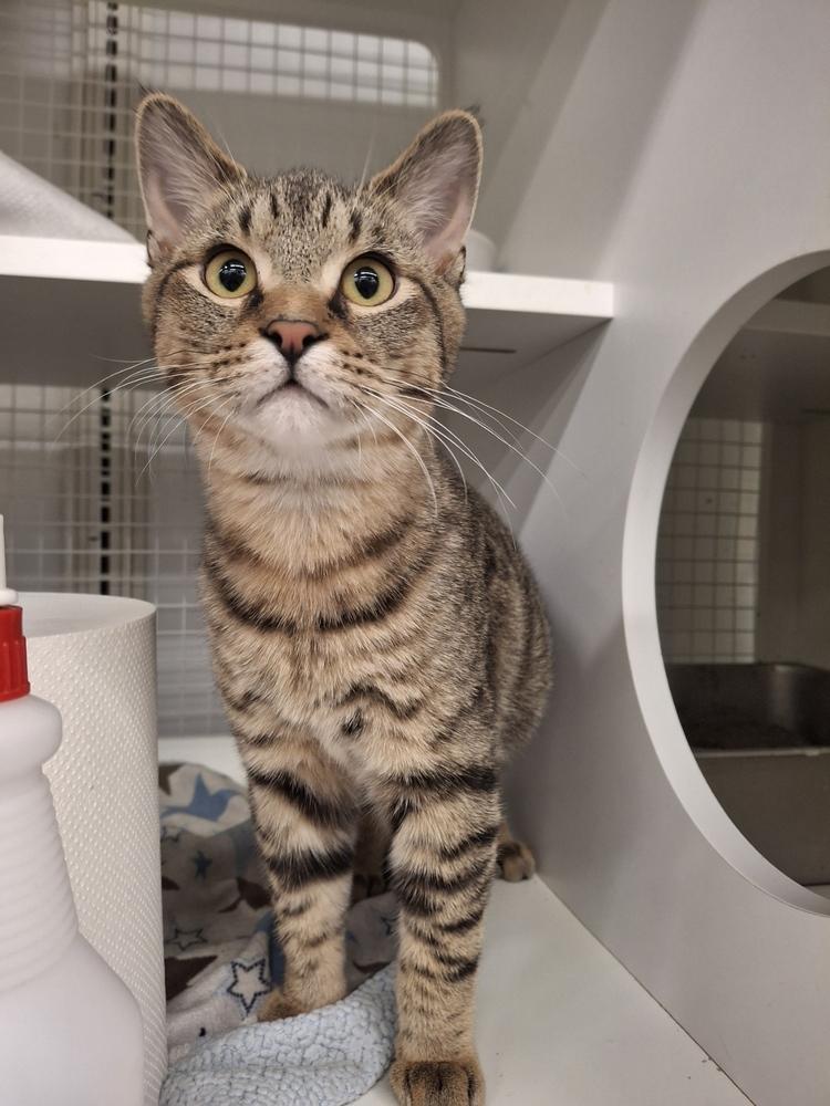 Flanders (White Collar) H., a Adoptable Domestic Short Hair in Peoria, IL image 2/2