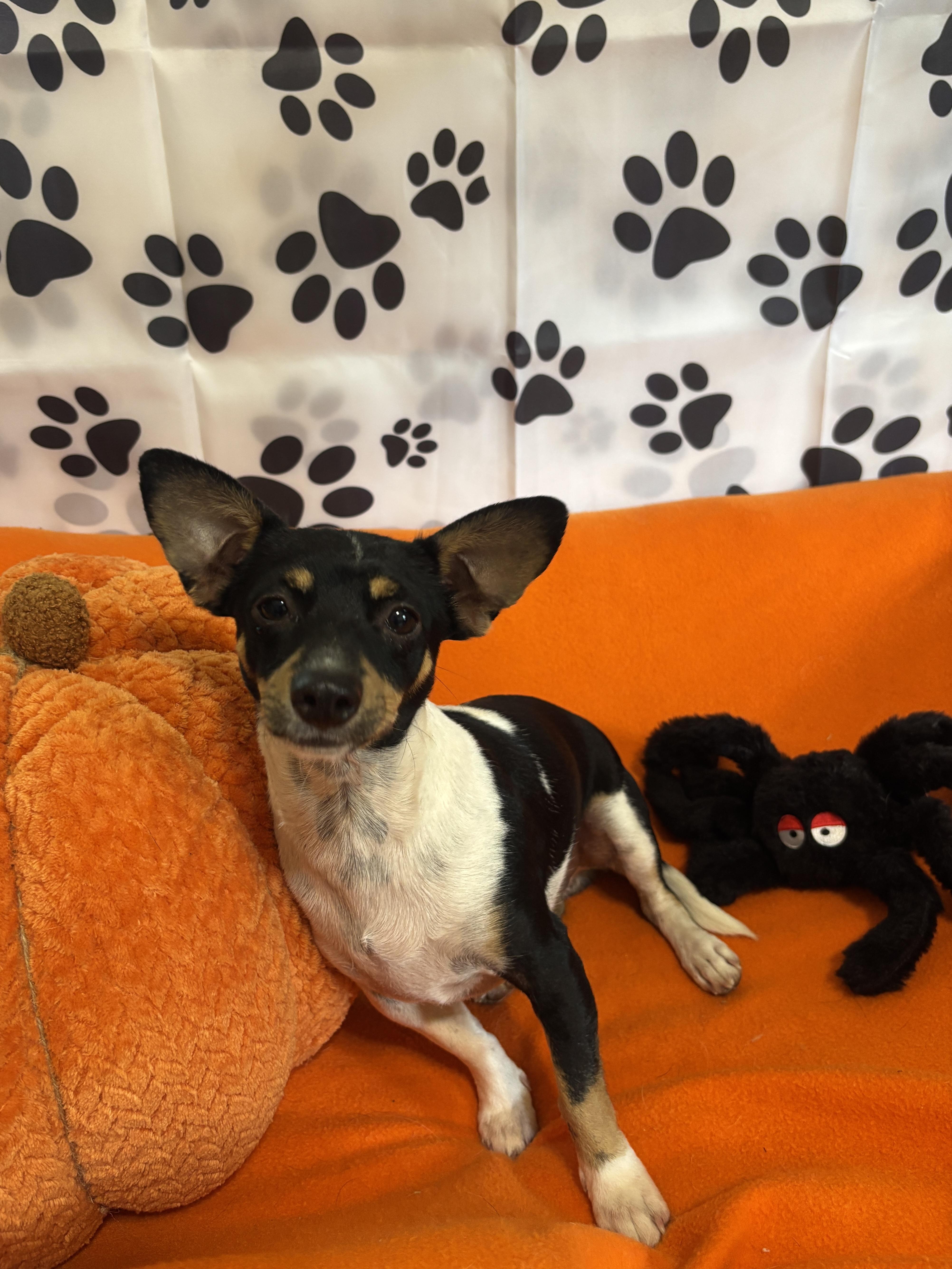 Hank, a Adoptable Chihuahua in Deer Park, TX image 1/3