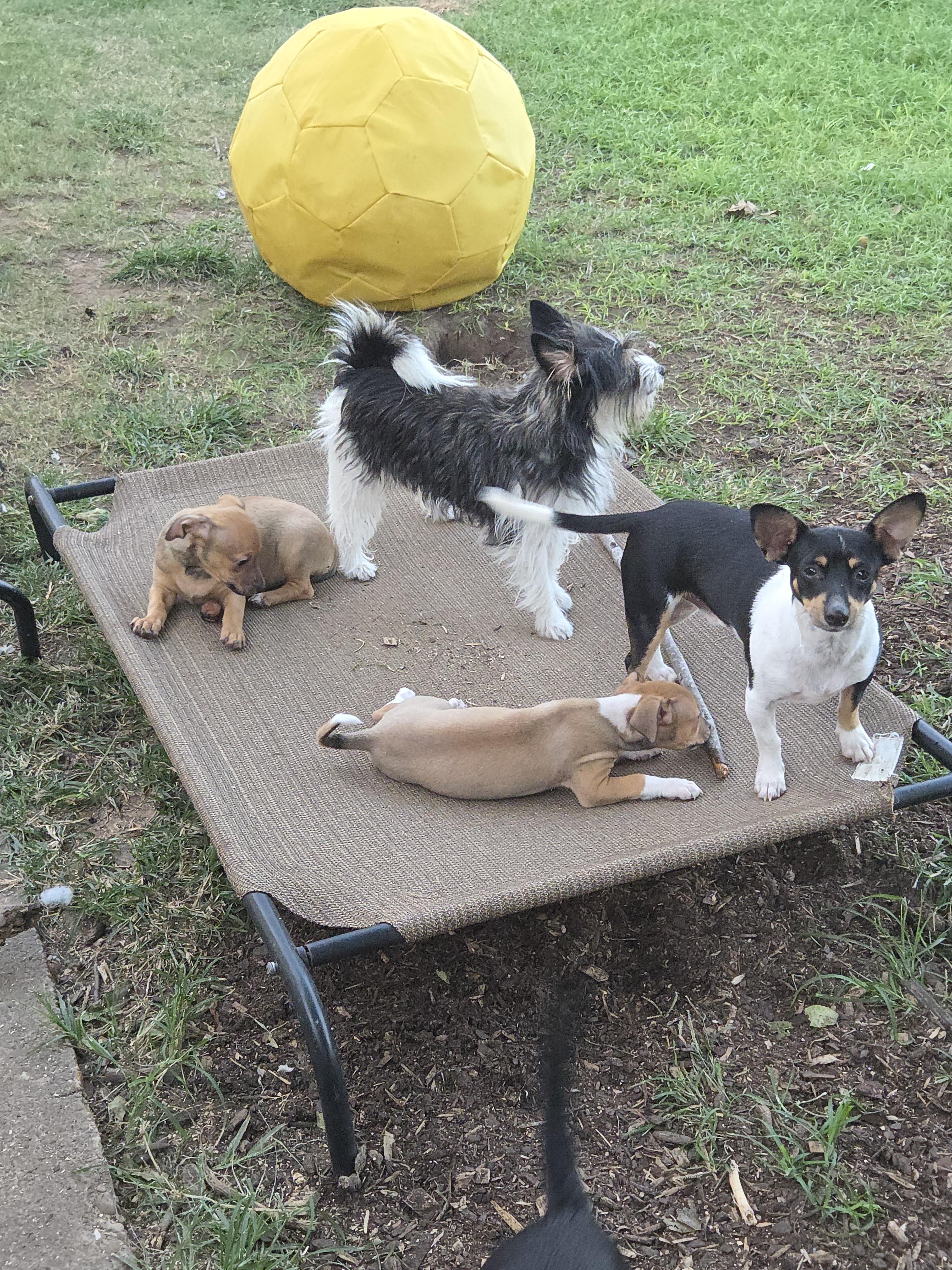 Hank, a Adoptable Chihuahua in Deer Park, TX image 2/3