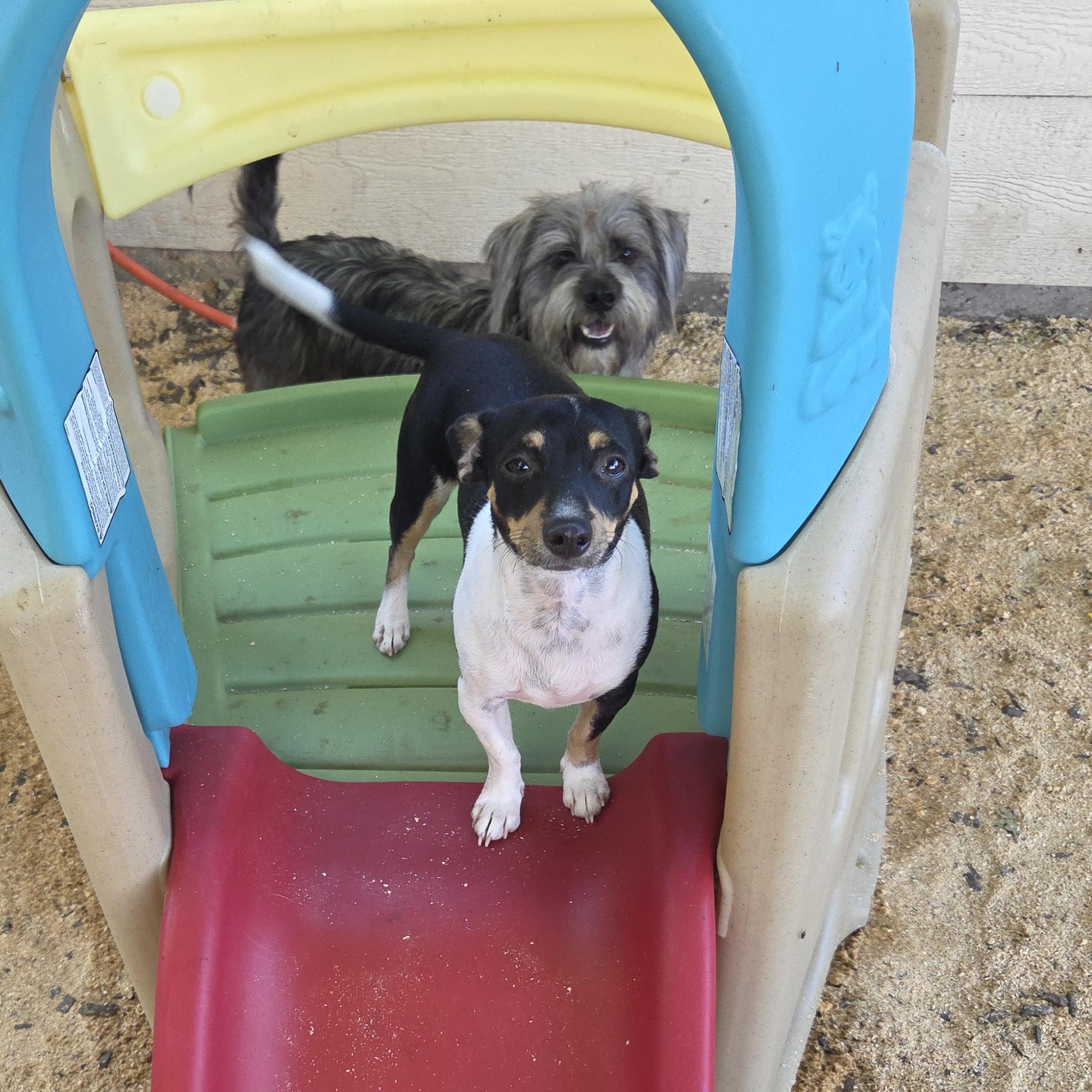 Hank, a Adoptable Chihuahua in Deer Park, TX image 3/3