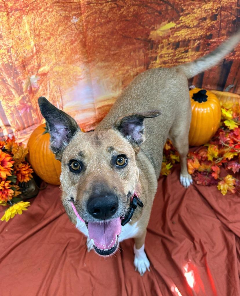 Daisy (formerly Melody), Adoptable, Adult Female Shepherd.