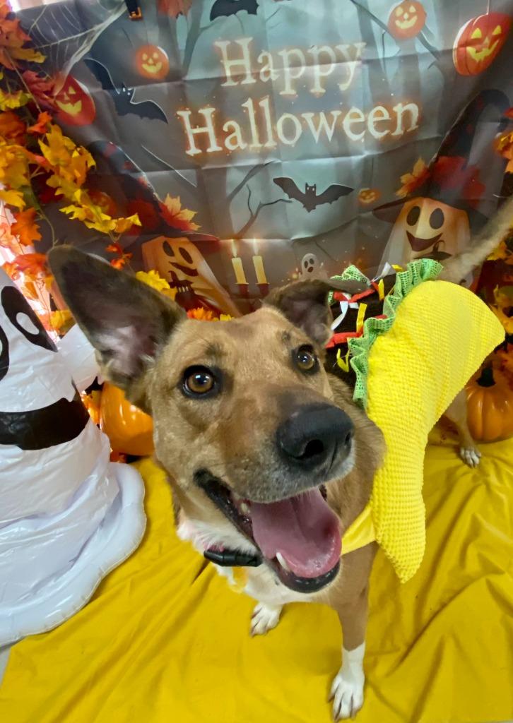 Enlarge Daisy, a Adoptable mixed breed in Bryant, AR image 2/6