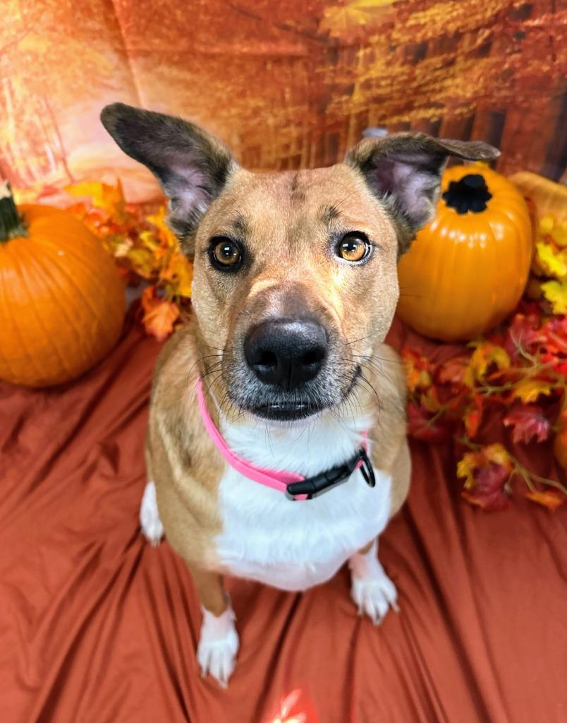 Enlarge Daisy, a Adoptable mixed breed in Bryant, AR image 3/6