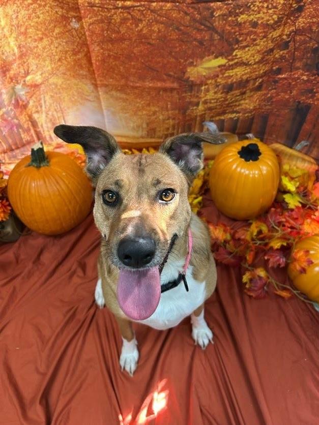 Enlarge Daisy, a Adoptable mixed breed in Bryant, AR image 4/6