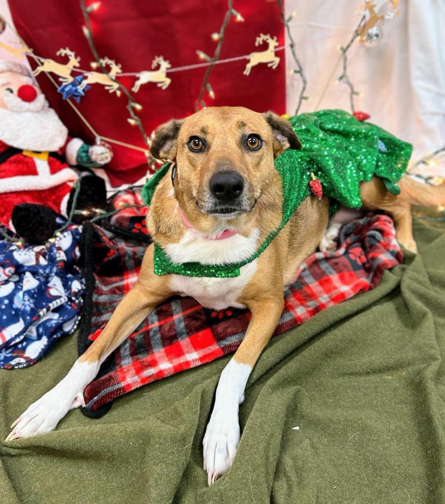 Enlarge Daisy, a Adoptable mixed breed in Bryant, AR image 5/6